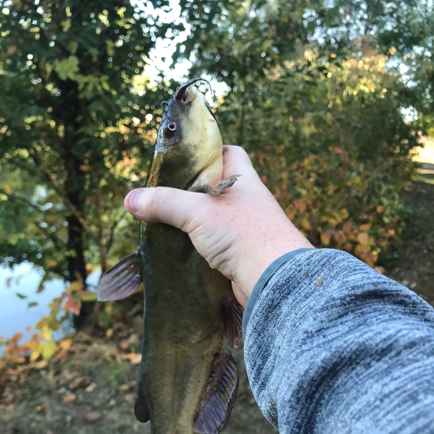 The most popular recent Yellow bullhead catch on Fishbrain