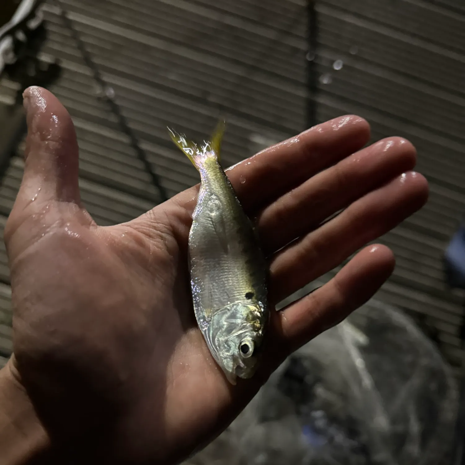 Atlantic menhaden caught on Fishbrain
