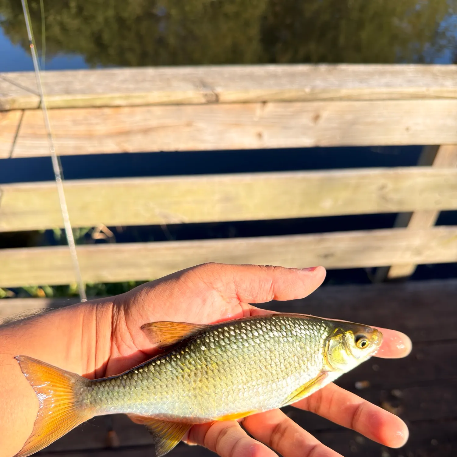 Golden shiner caught on Fishbrain