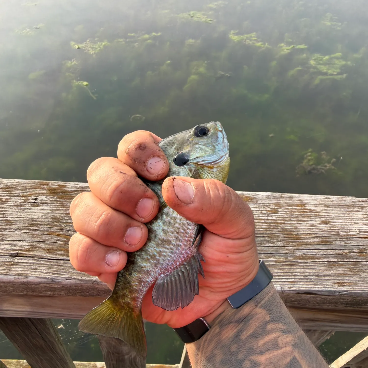 catch