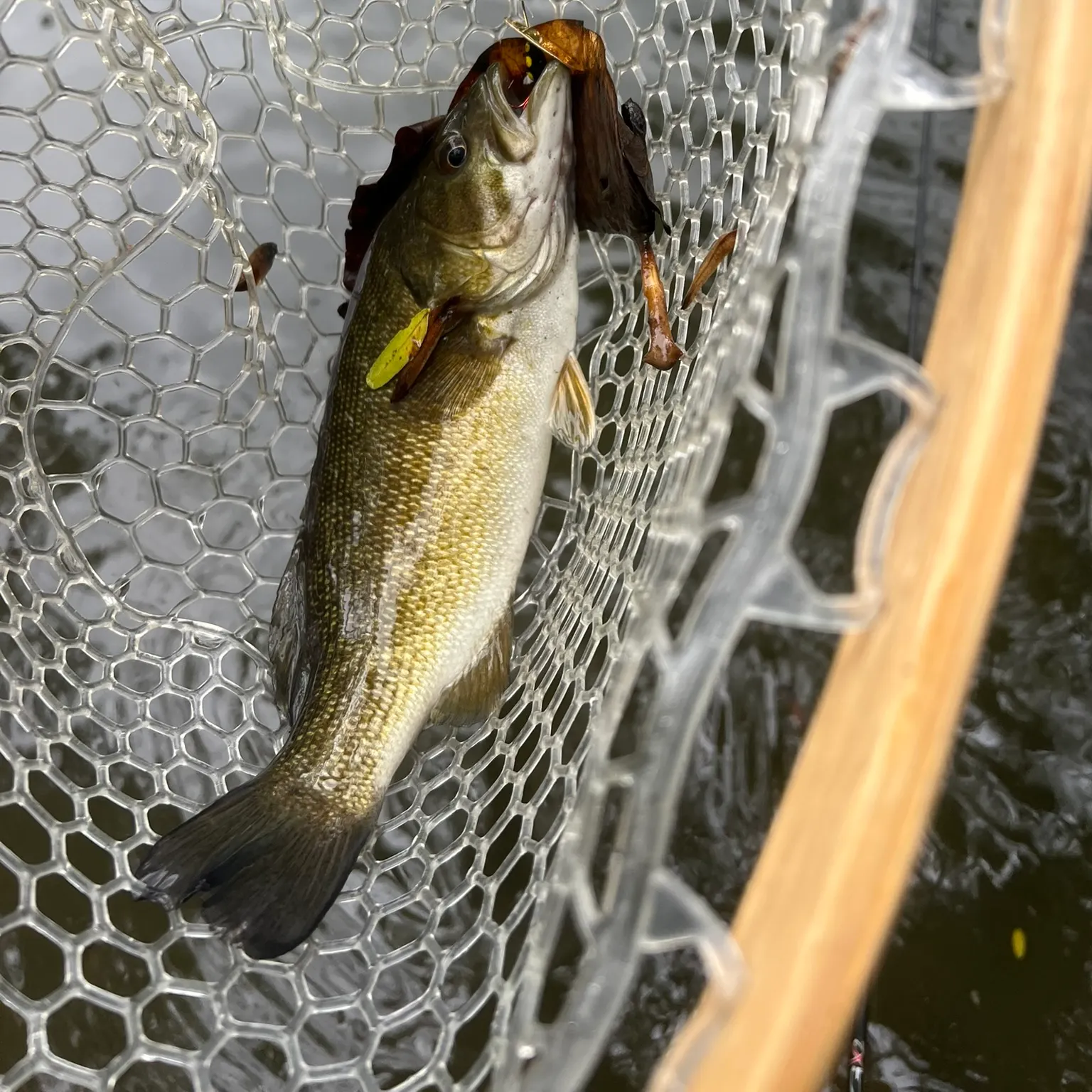 The most recent Smallmouth bass catches on Fishbrain