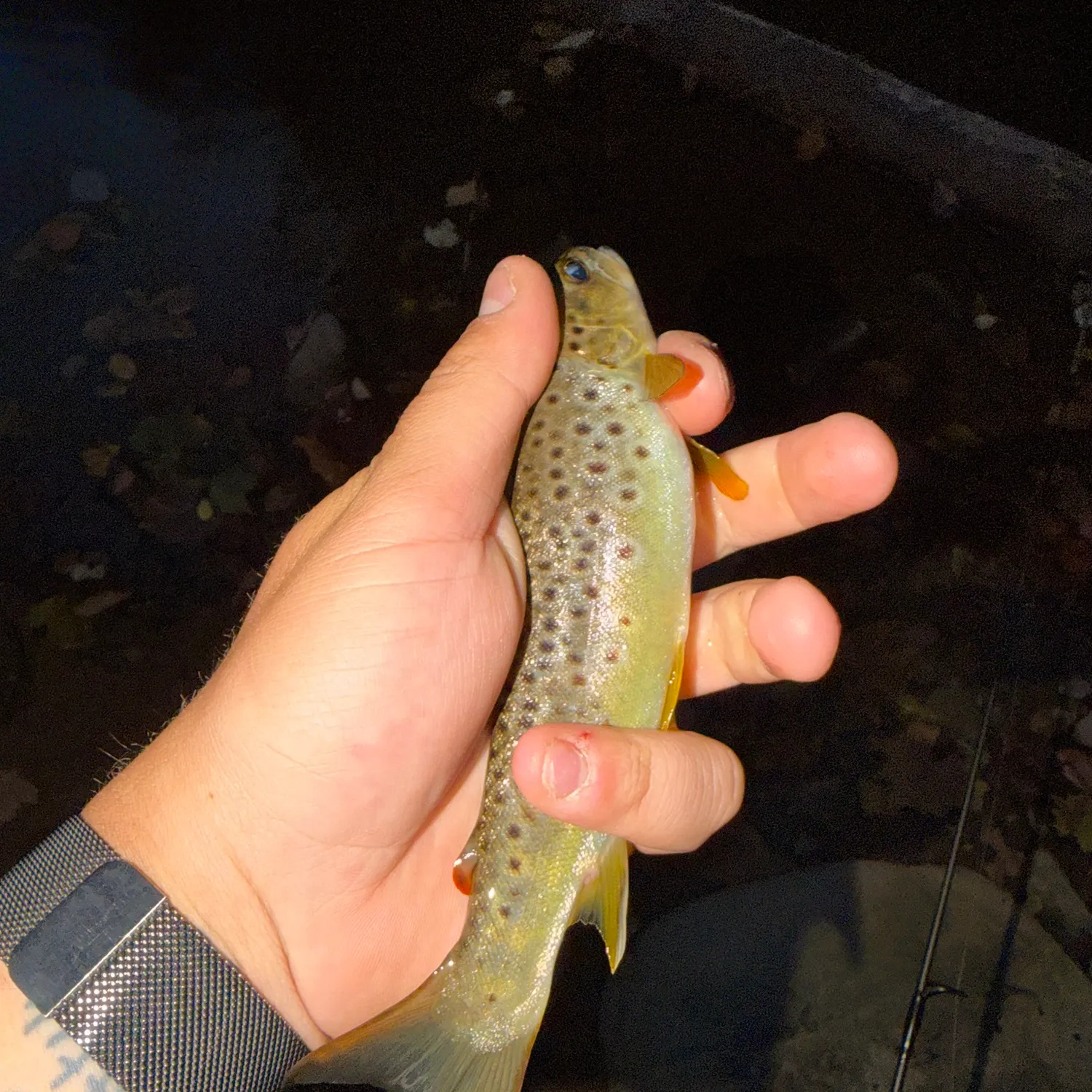 Brown trout caught on Fishbrain