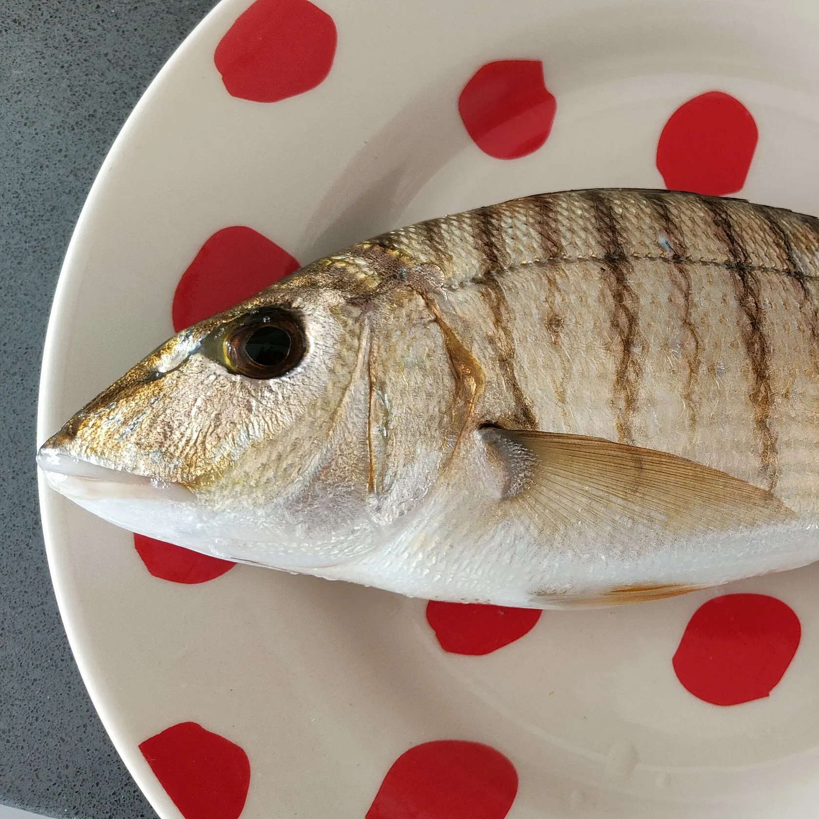 The most recent Striped seabream catches on Fishbrain