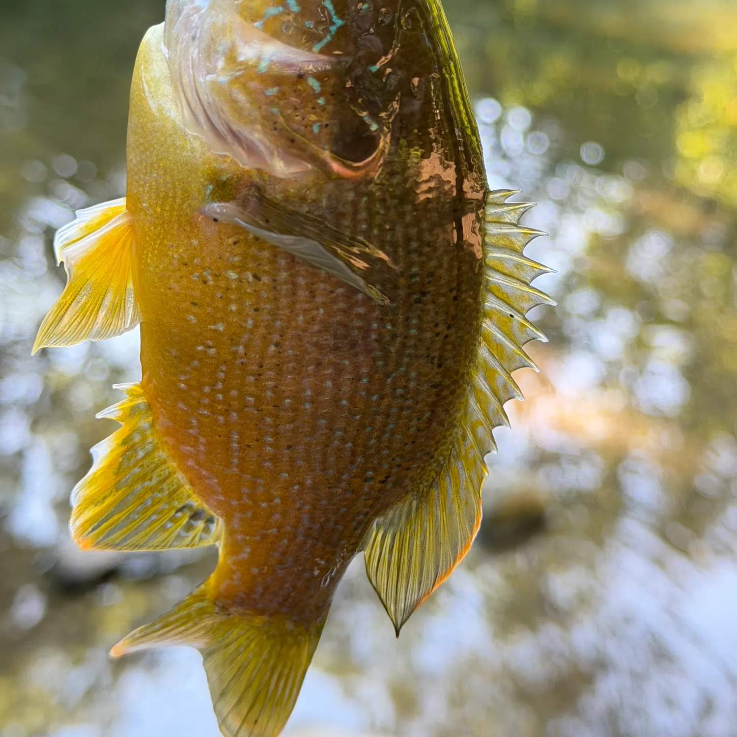 Green sunfish caught on Fishbrain