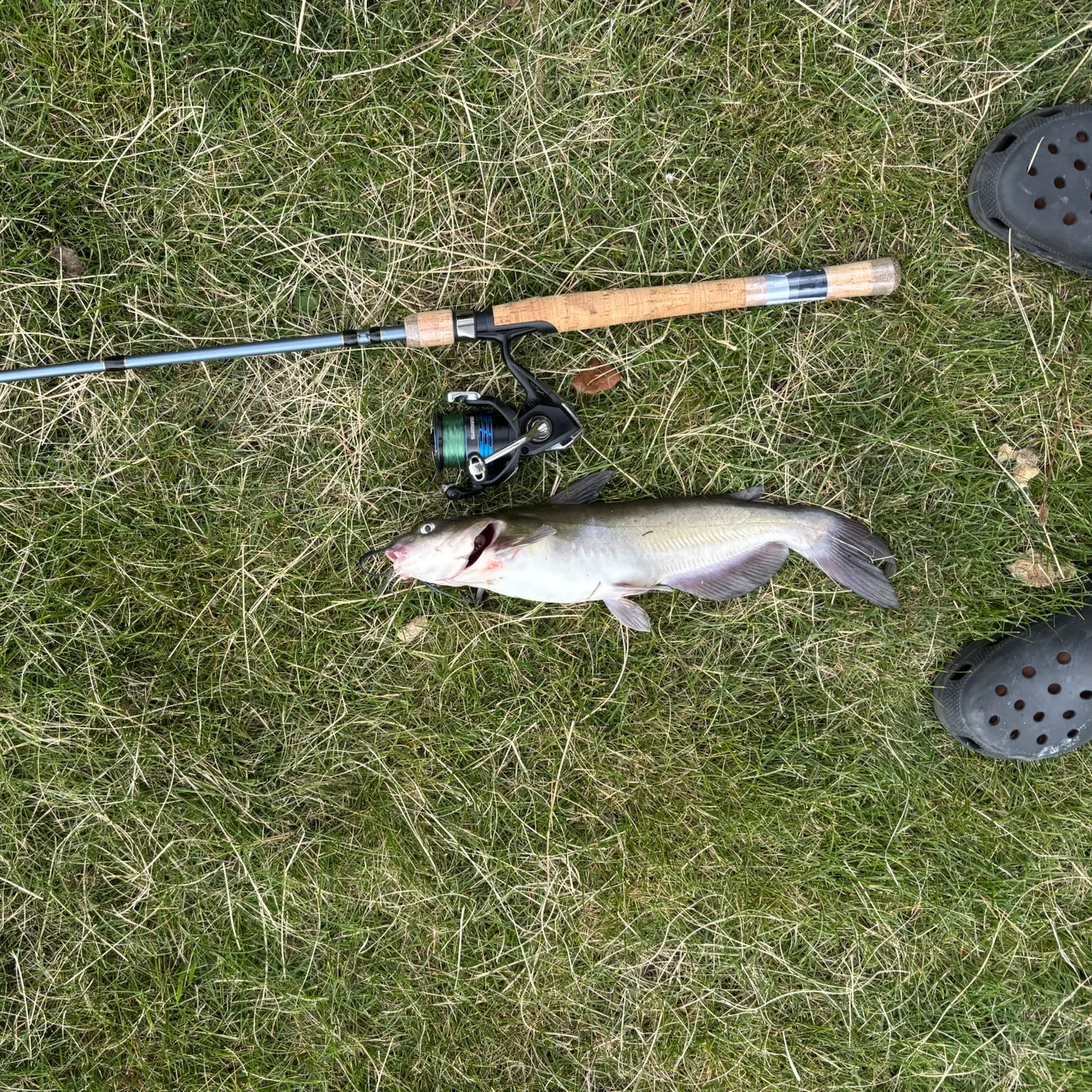 Channel catfish caught on Fishbrain