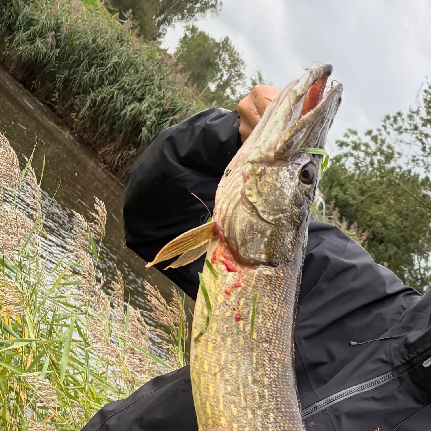 Northern pike caught on Fishbrain