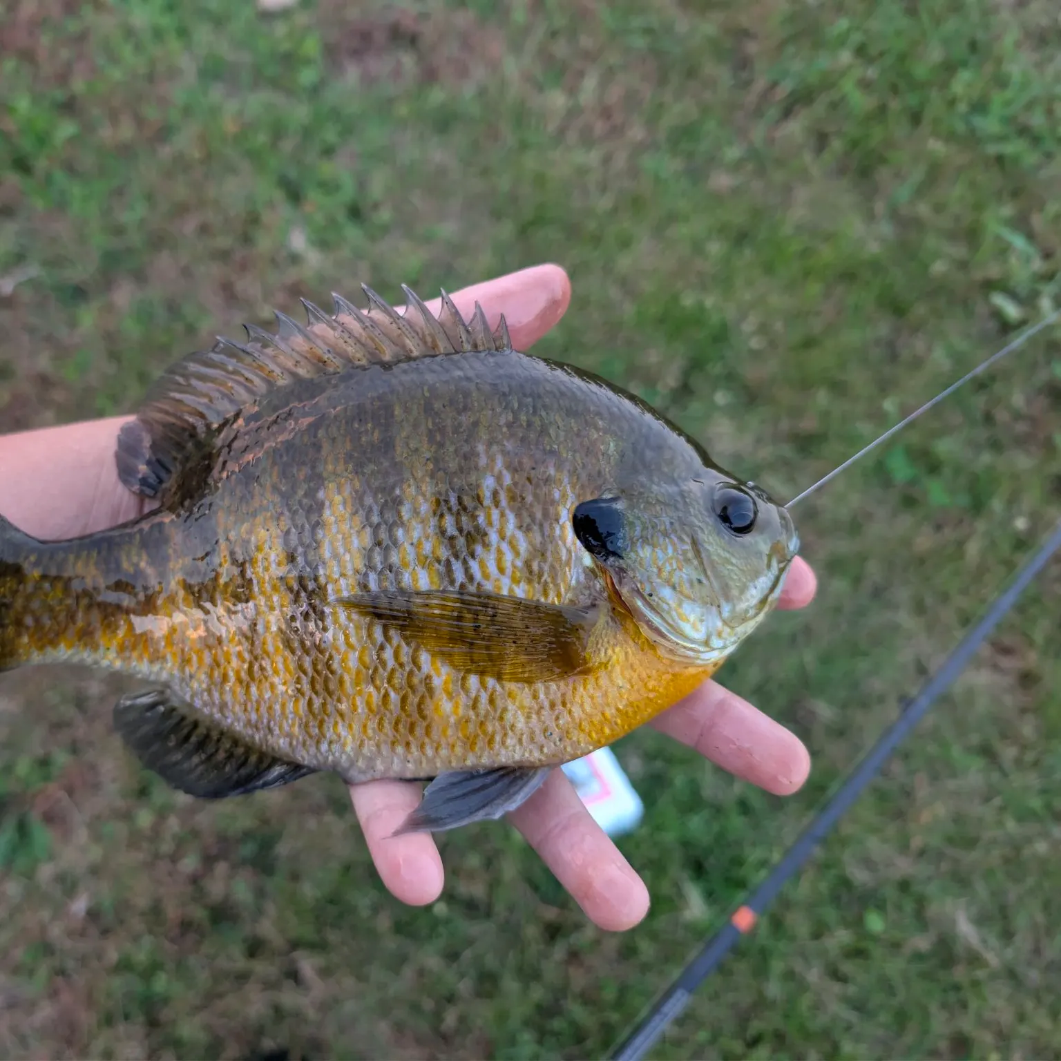 Bluegill caught on Fishbrain