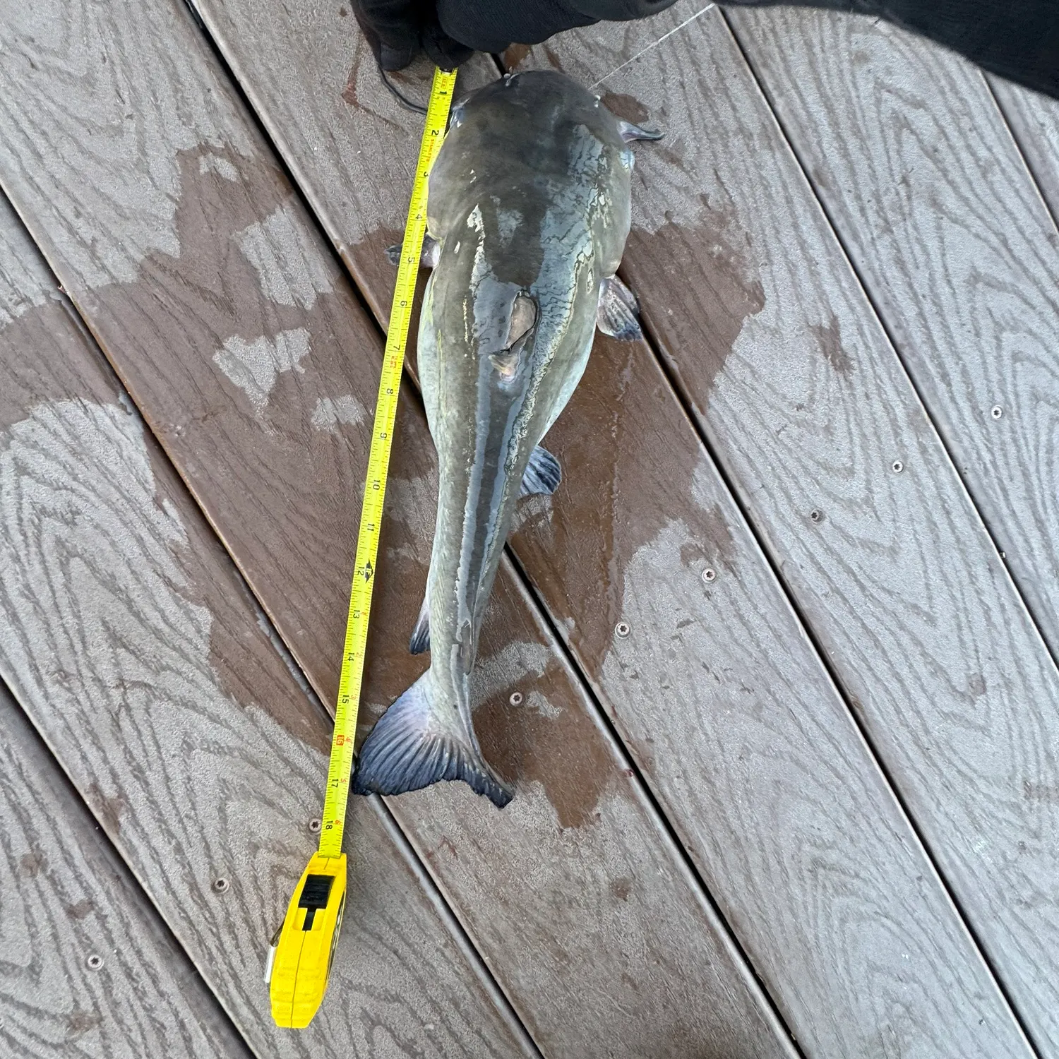The most recent White bullhead catches on Fishbrain