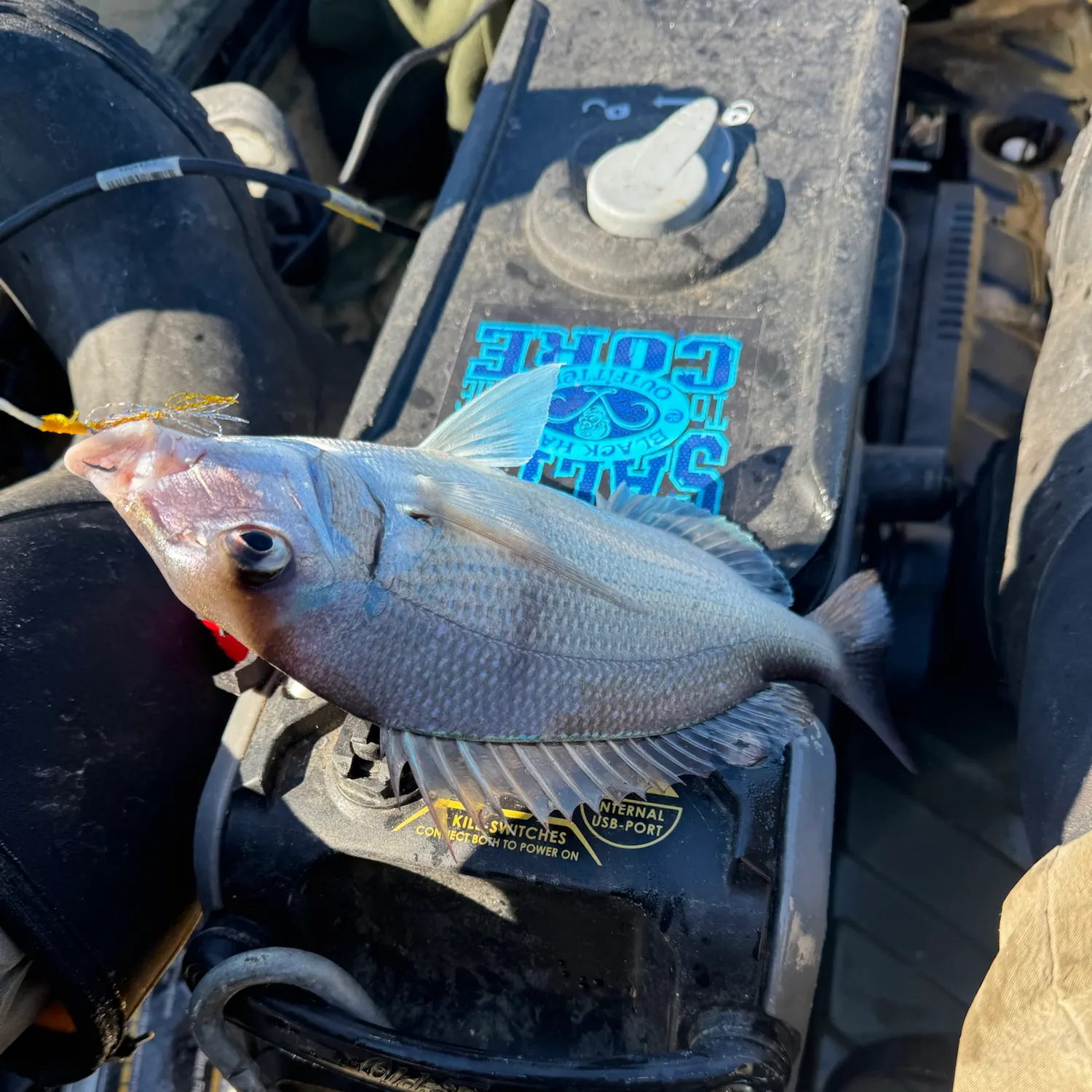 Scup caught on Fishbrain