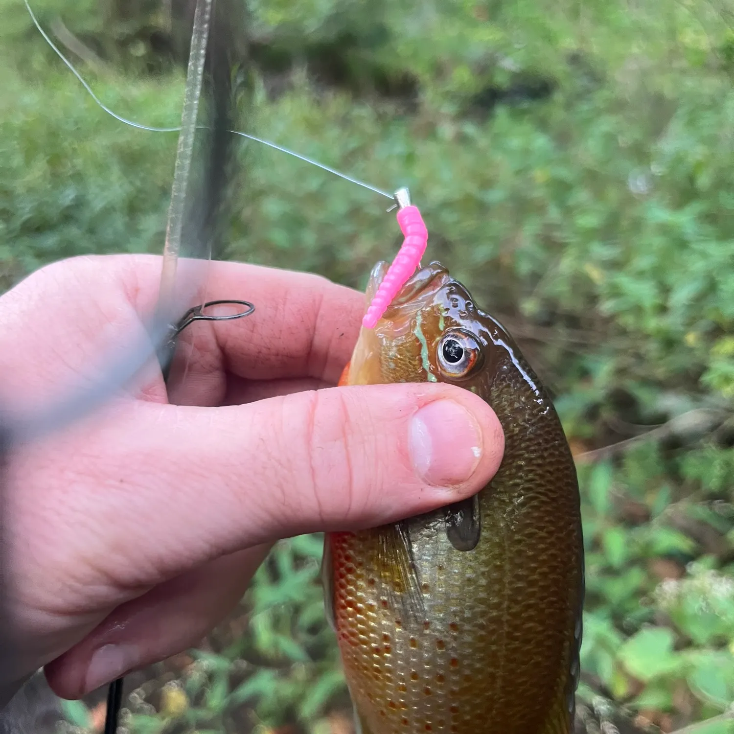 Redbreast sunfish caught on Fishbrain
