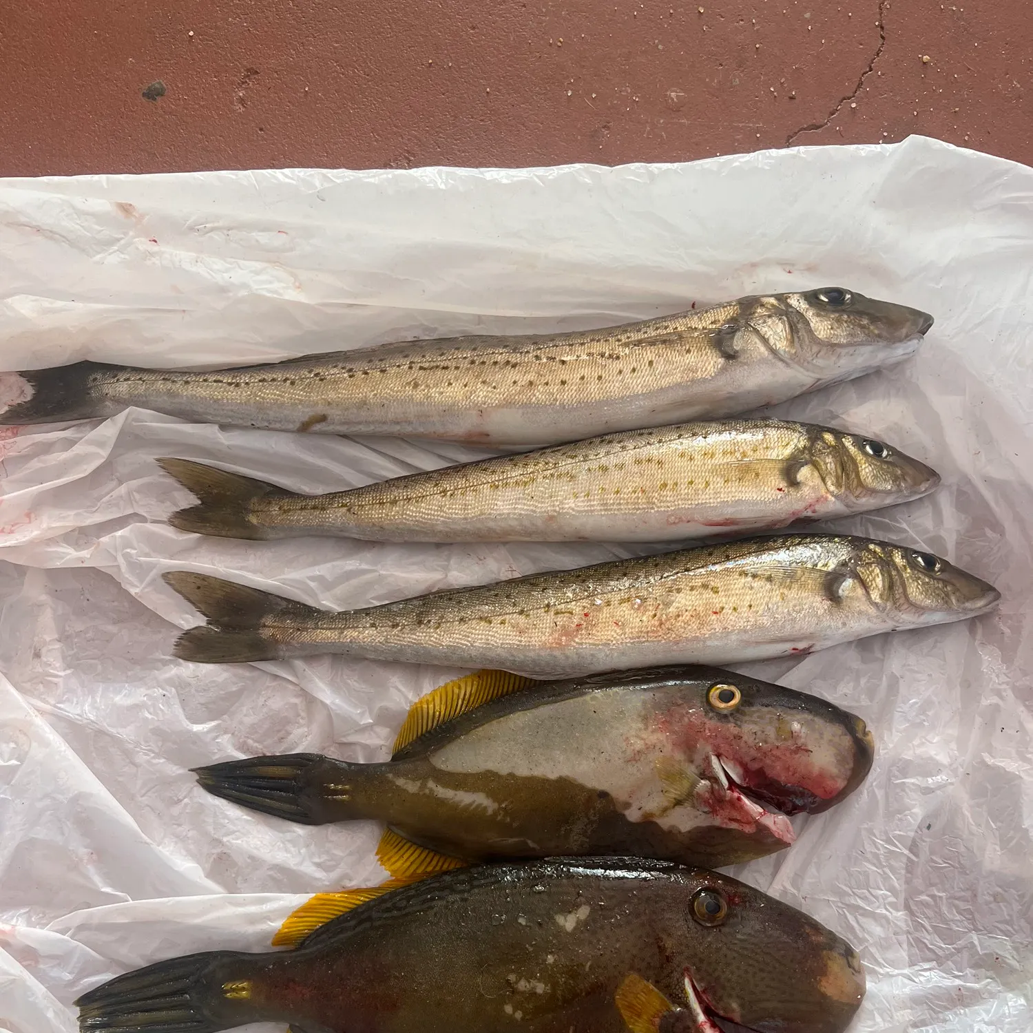 recently logged catches