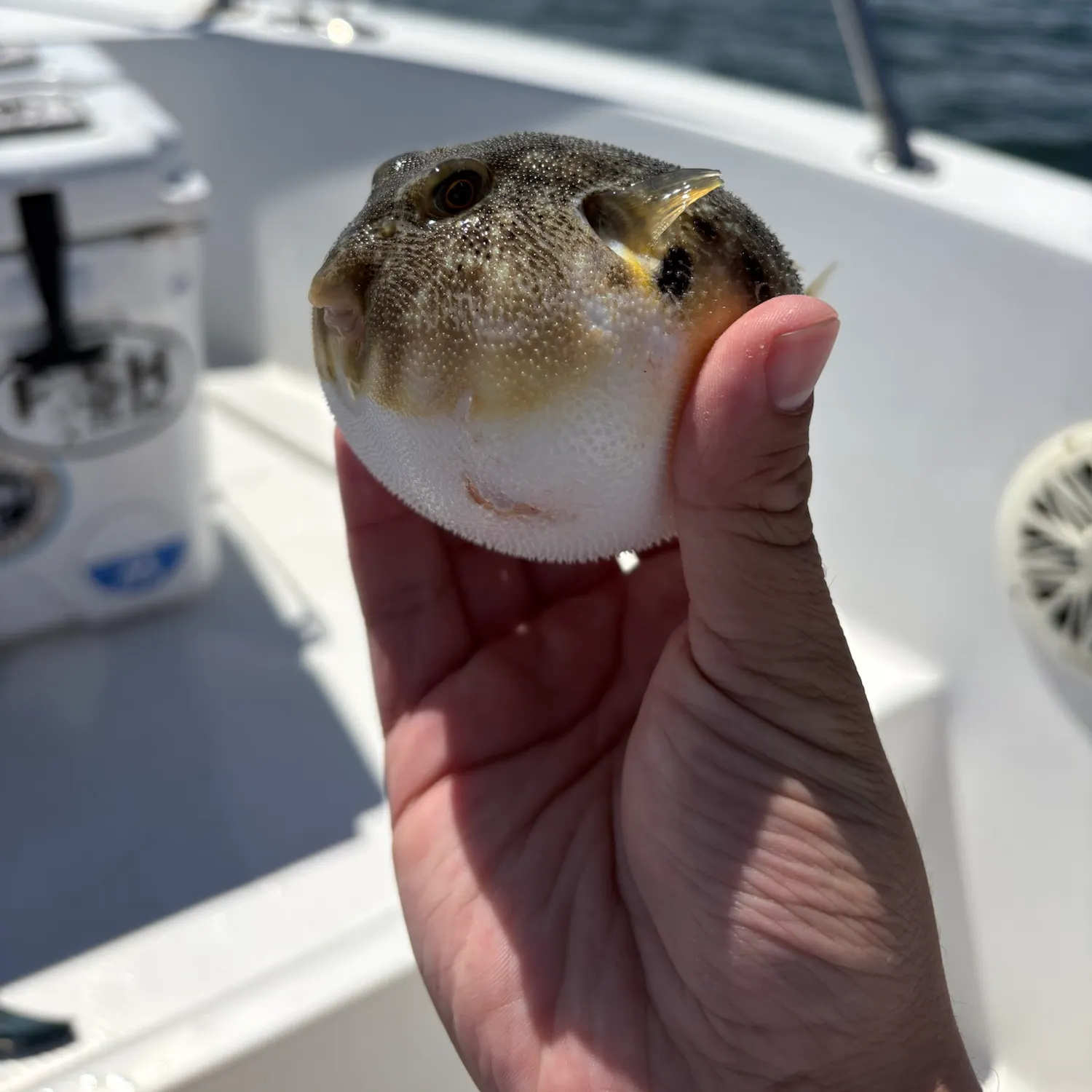 Northern puffer caught on Fishbrain