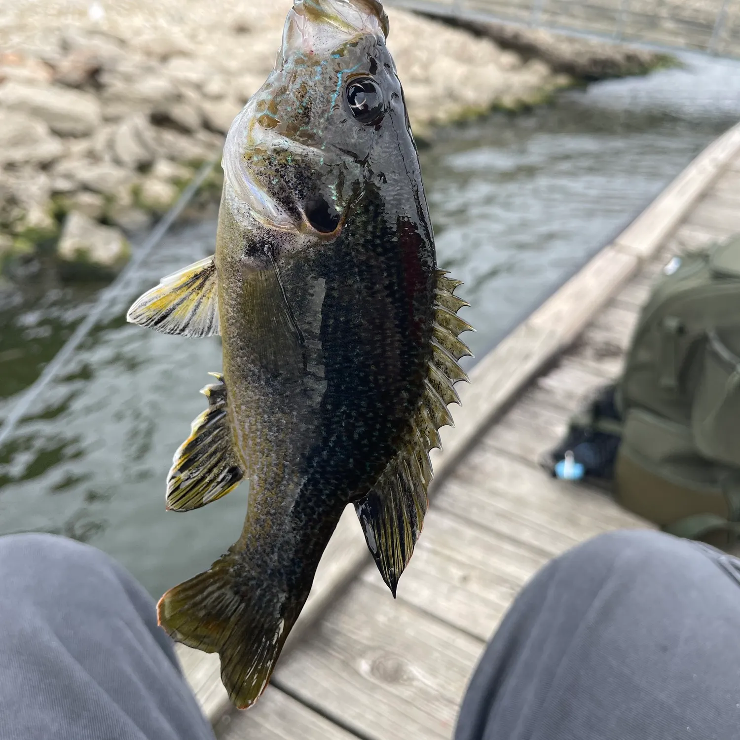 Green sunfish caught on Fishbrain