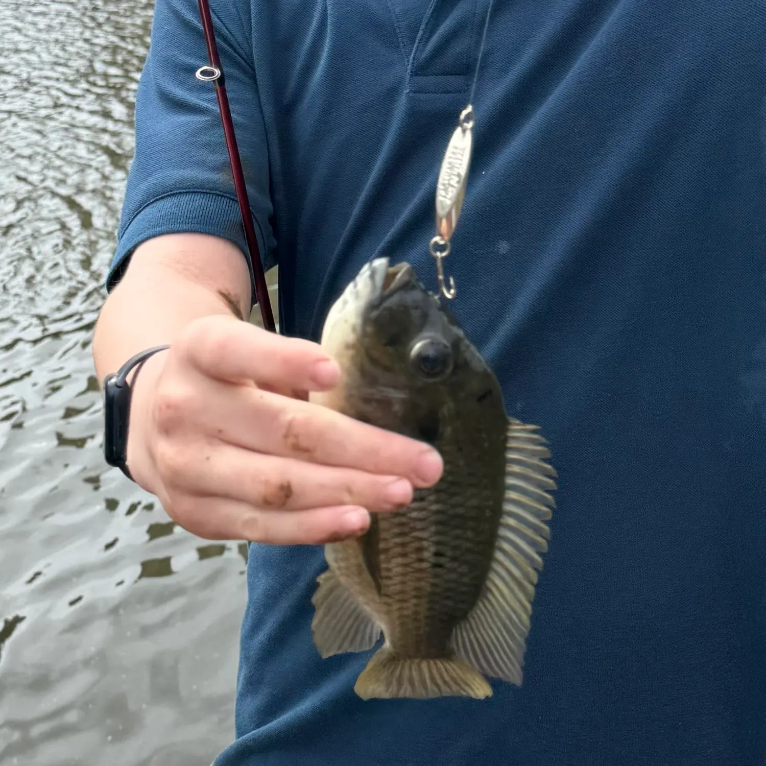 The most recent Redbreast tilapia catches on Fishbrain