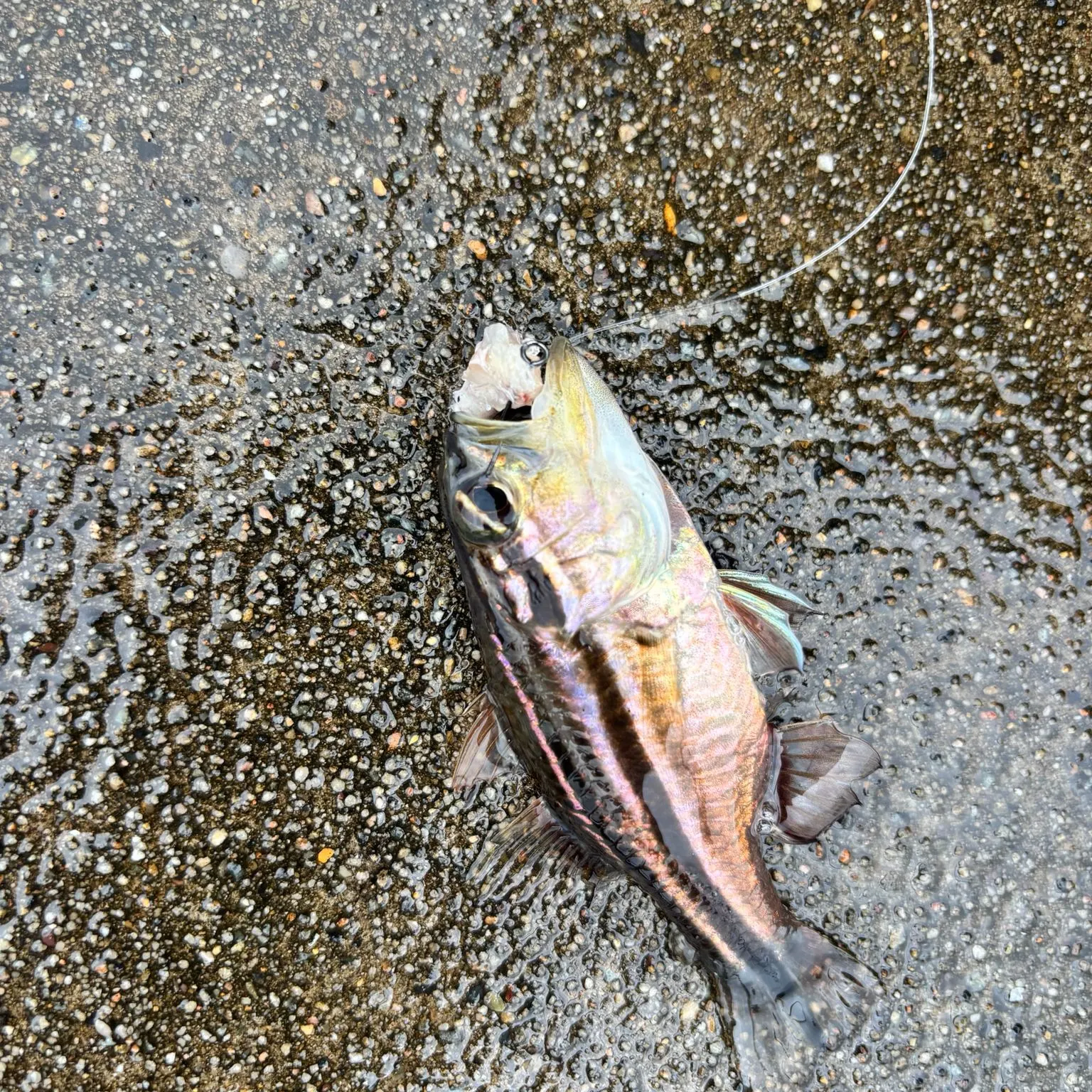 The most recent Sydney cardinalfish catches on Fishbrain