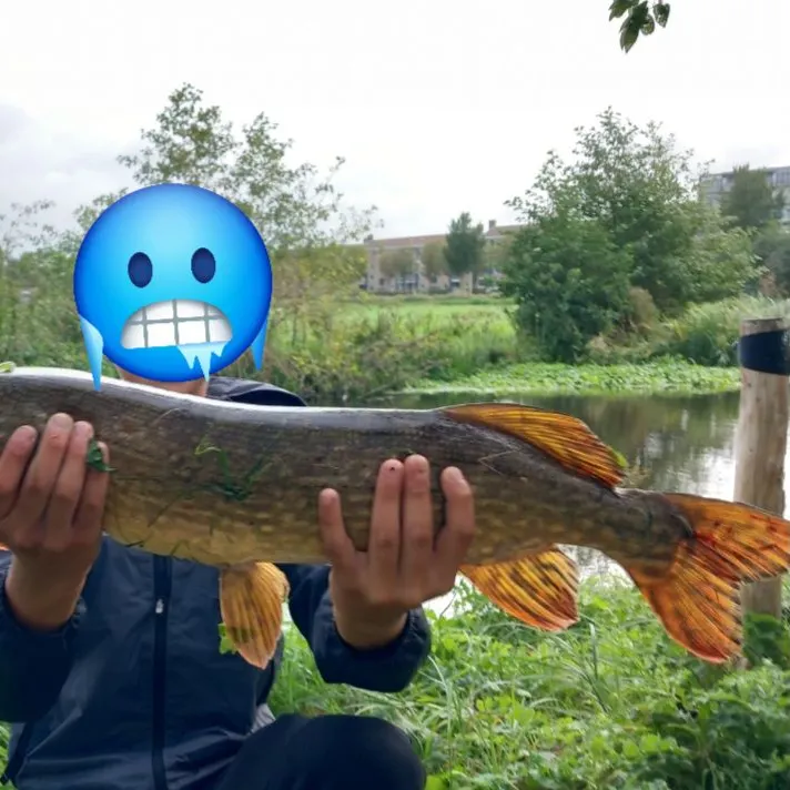 Northern pike caught on Fishbrain