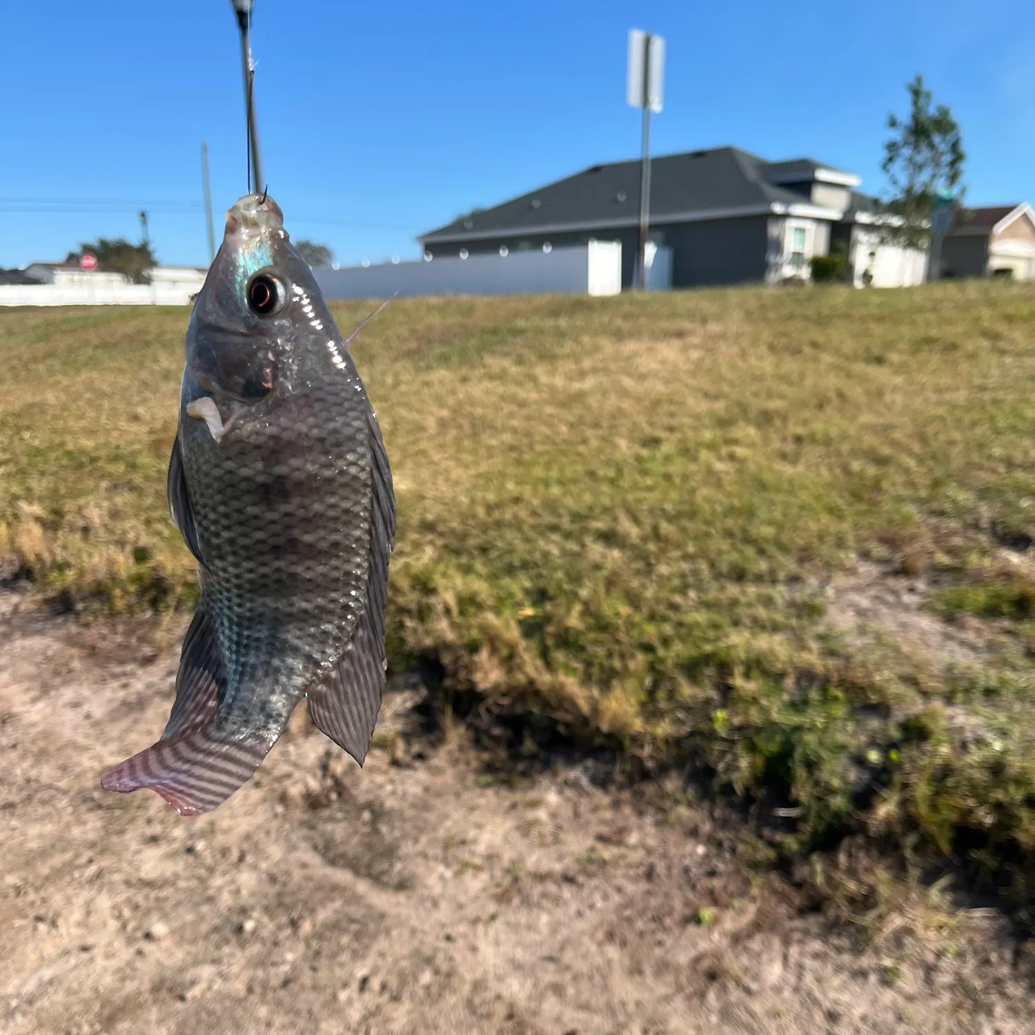 The most recent Redbelly tilapia catches on Fishbrain