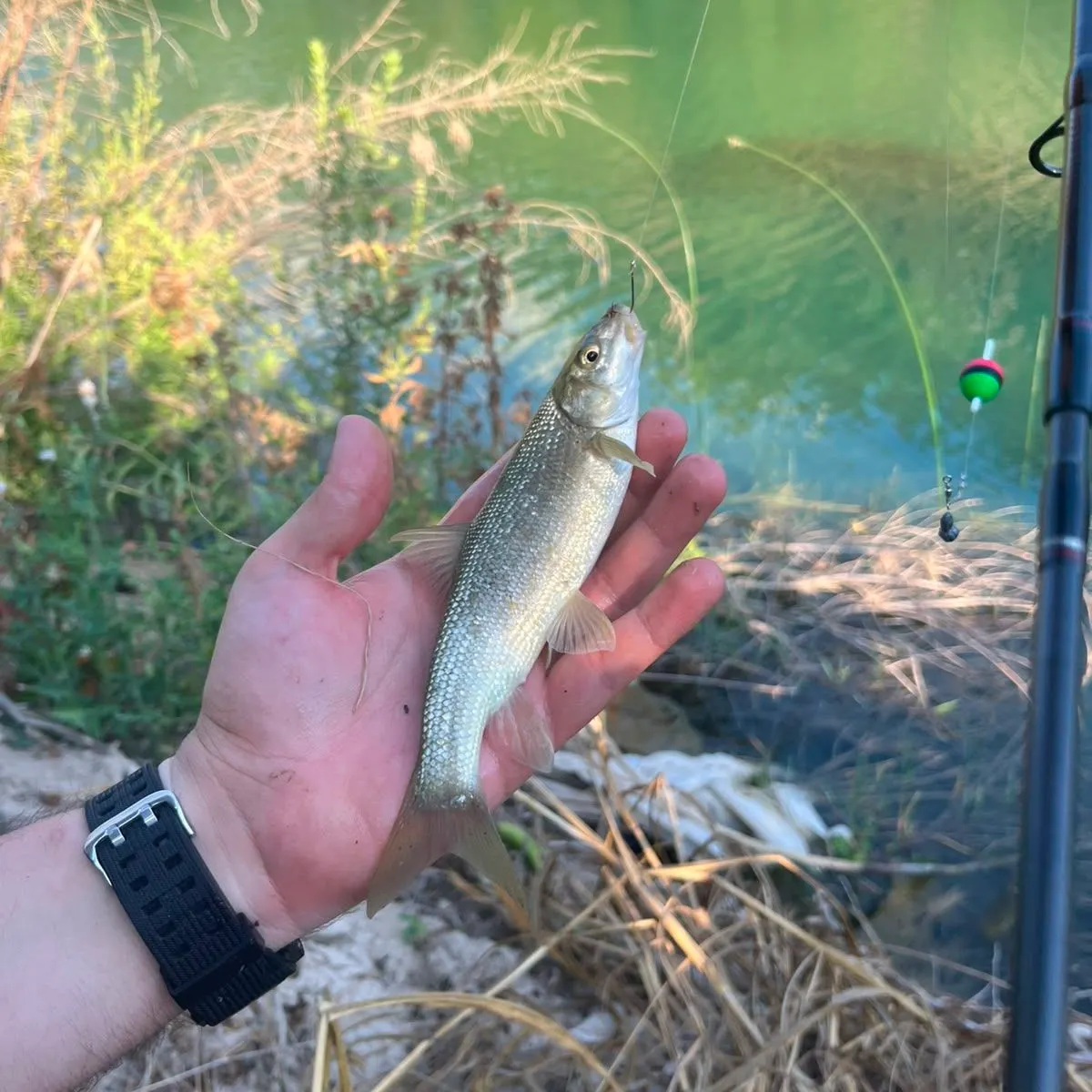 Fish caught on Fishbrain