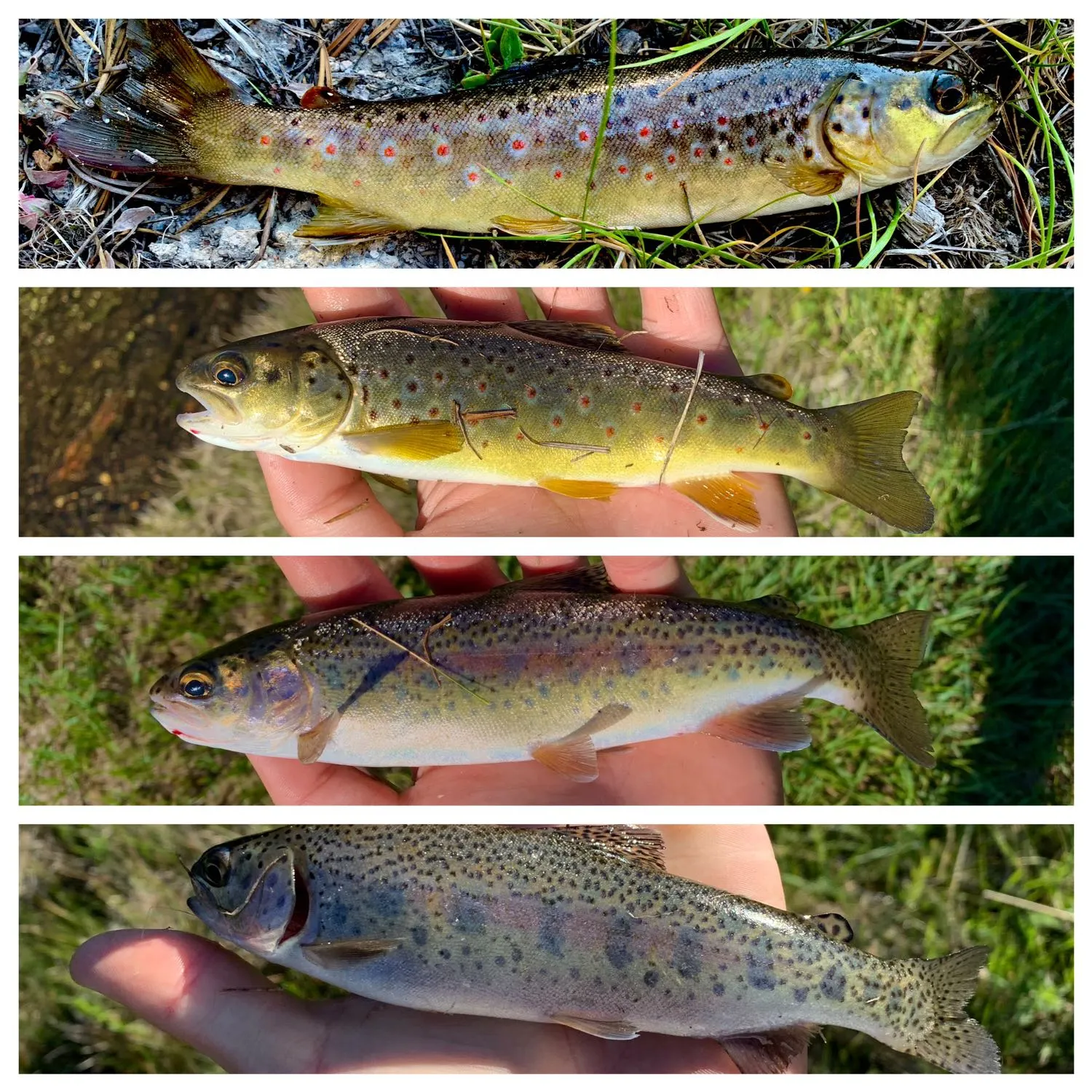 recently logged catches