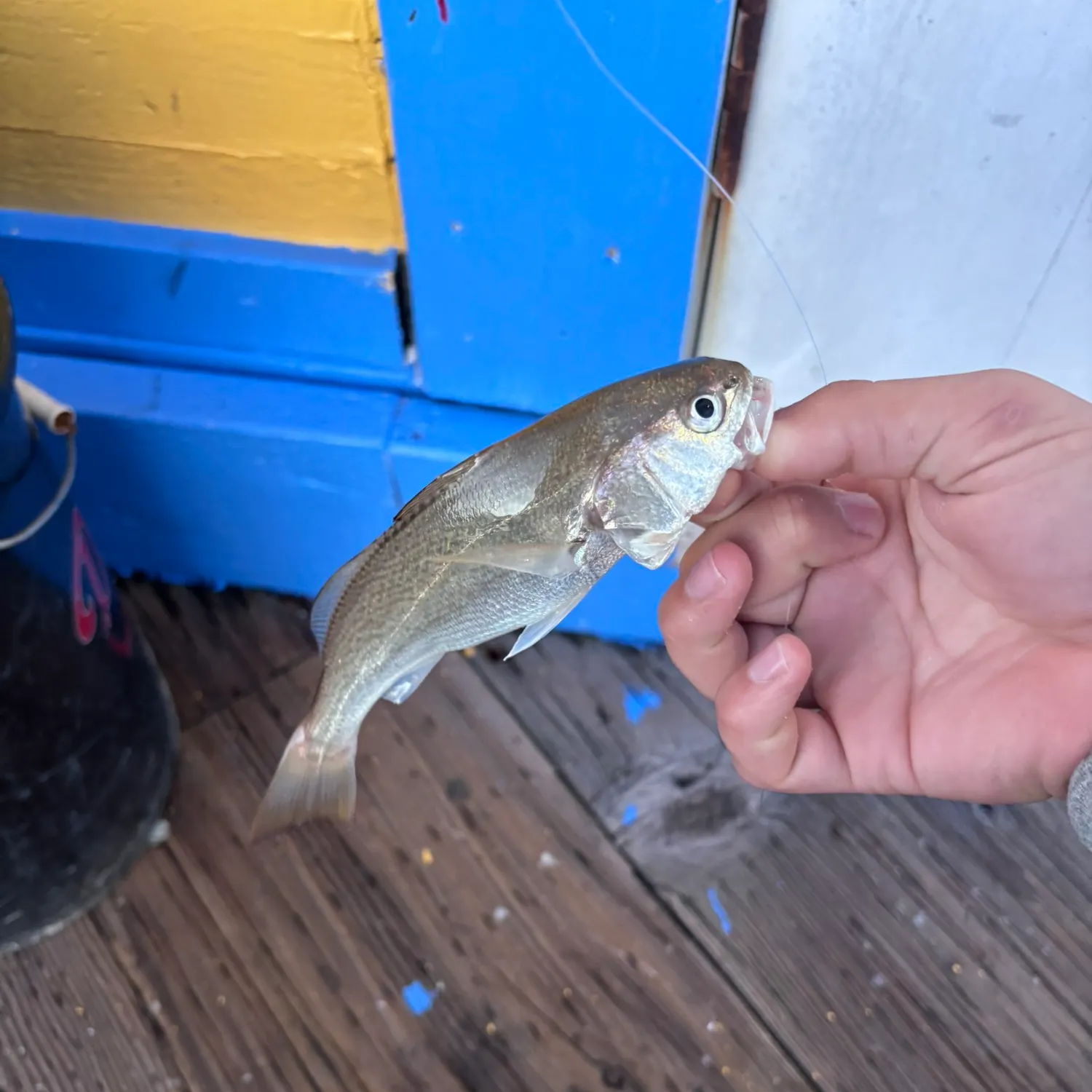 The most recent White croaker catches on Fishbrain