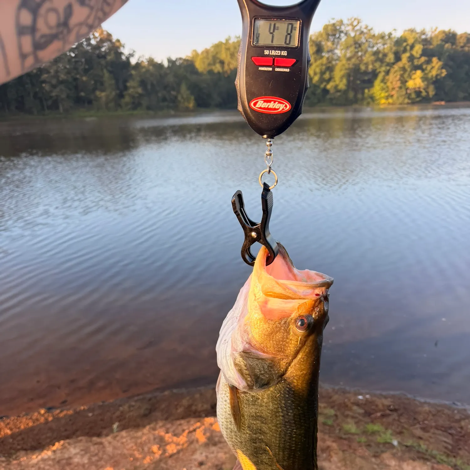 Largemouth bass caught on Fishbrain