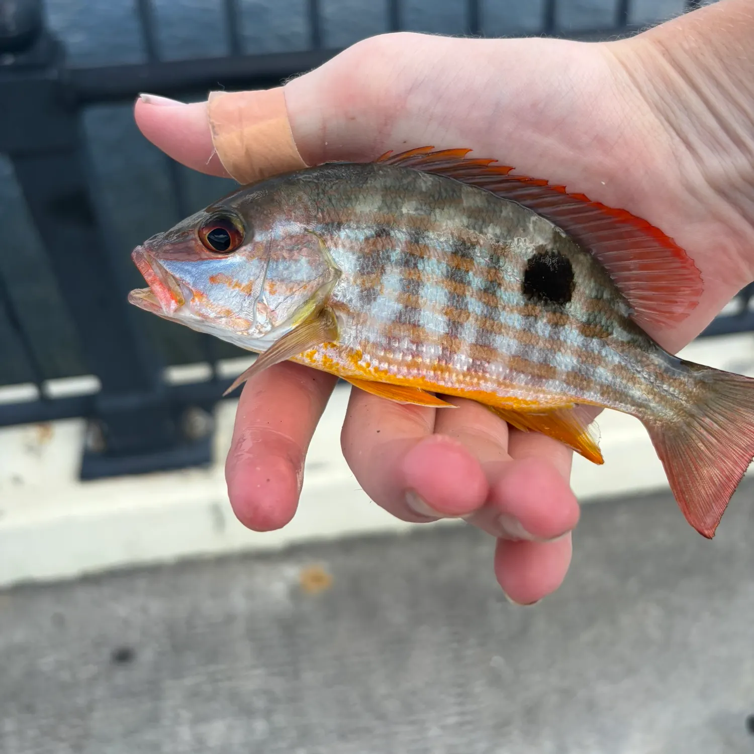catch
