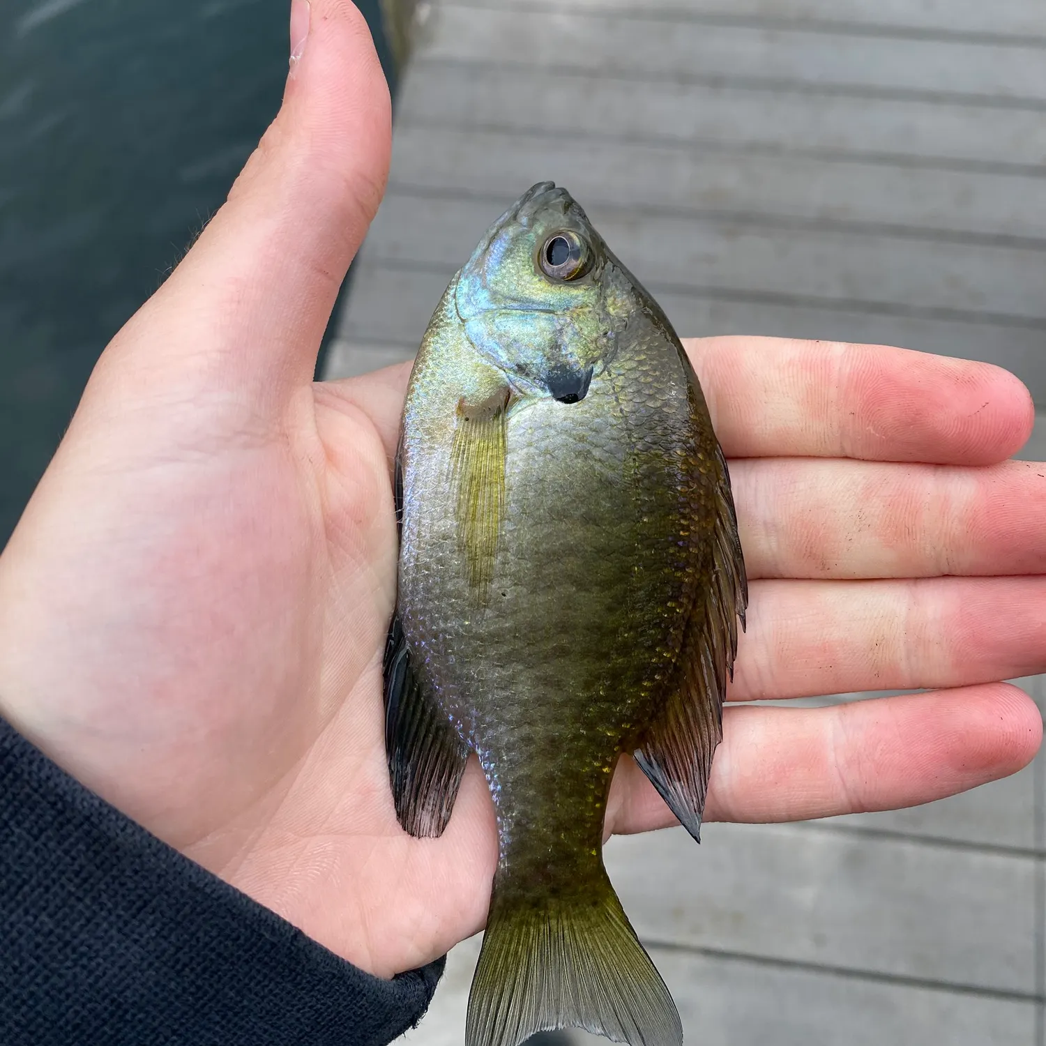 Bluegill caught on Fishbrain
