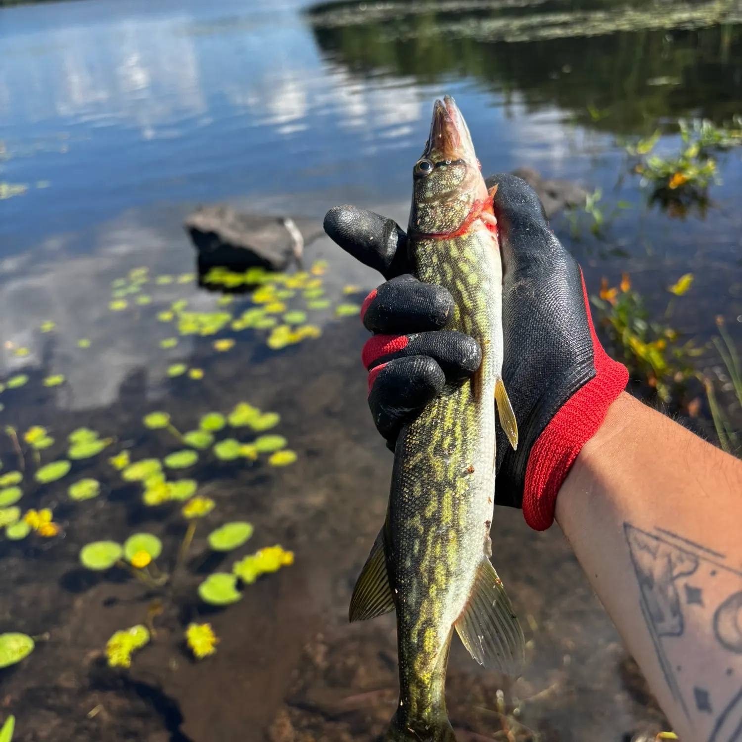 Chain pickerel caught on Fishbrain