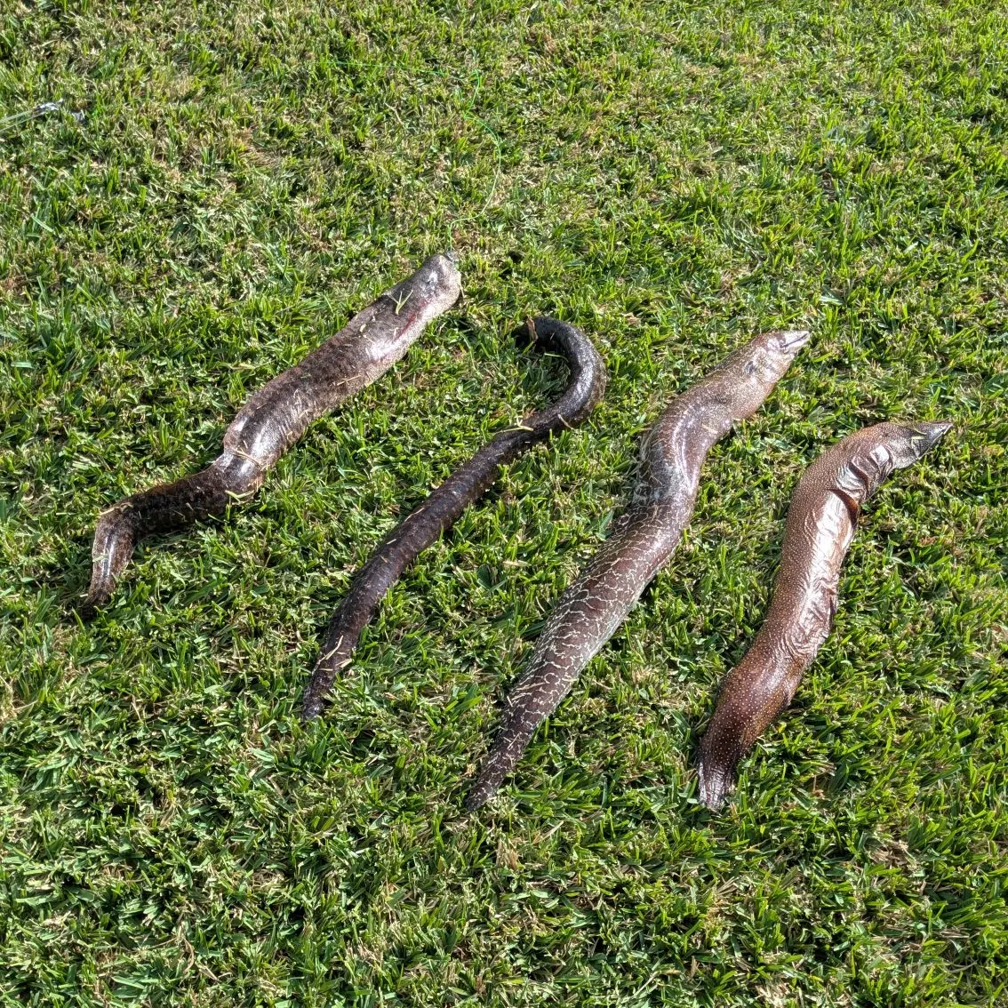 The most recent Undulated moray catches on Fishbrain