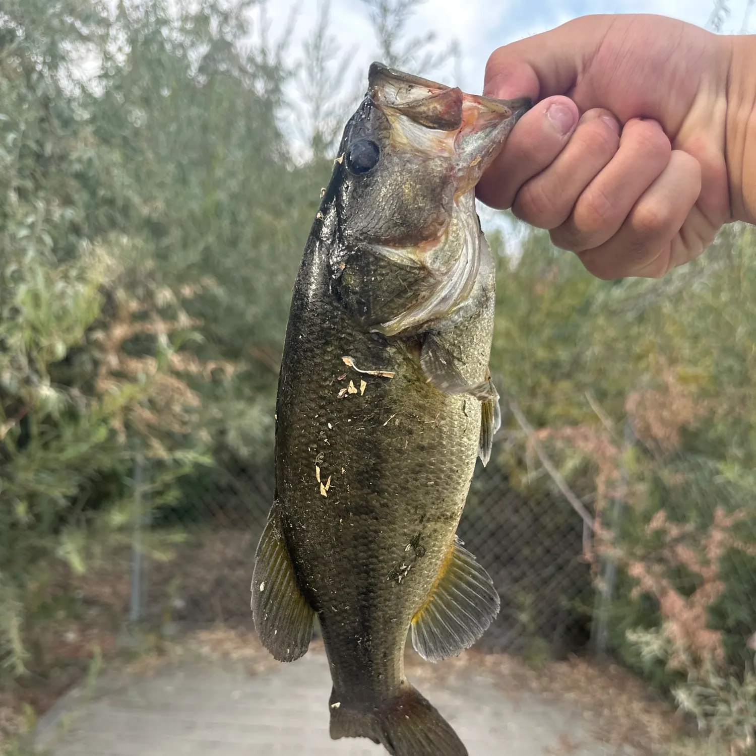 Fish caught on Fishbrain