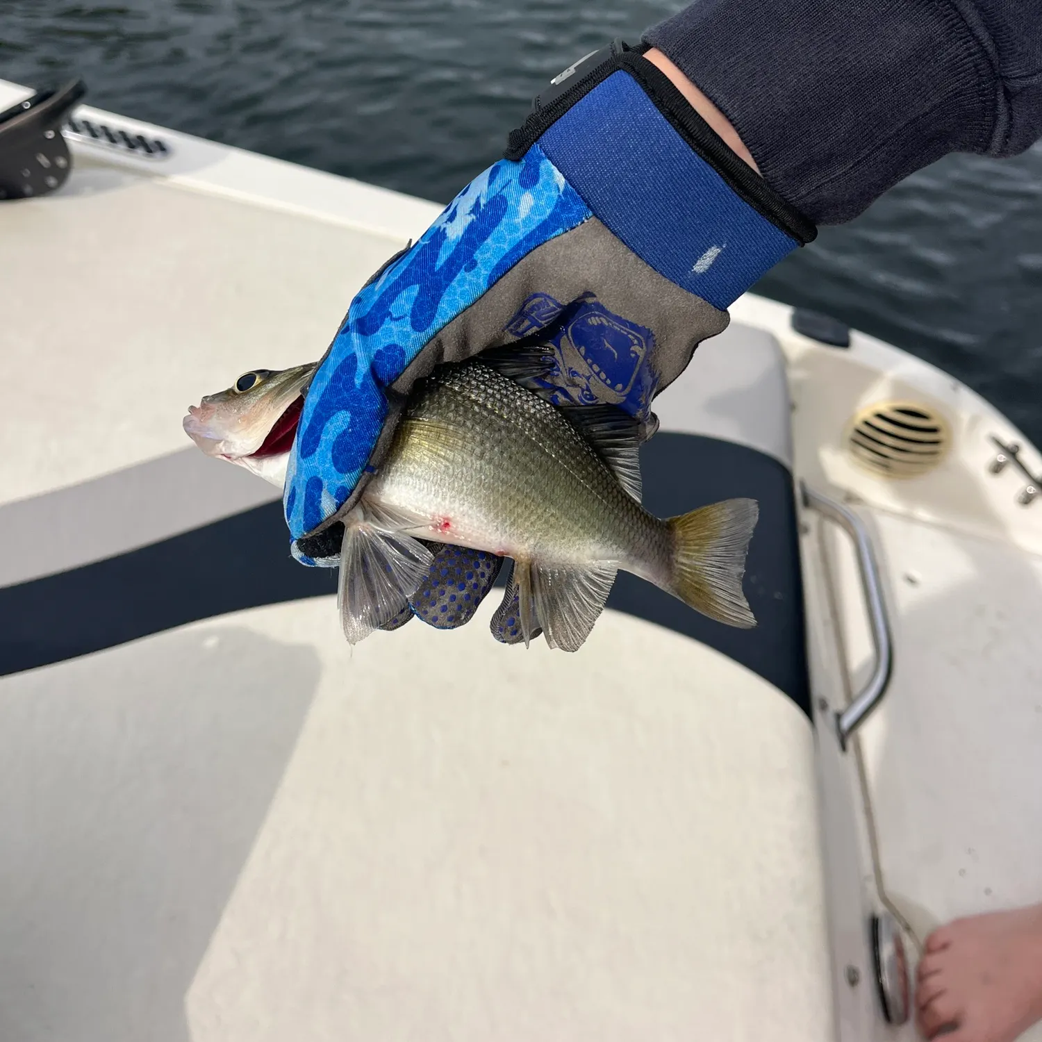 White perch caught on Fishbrain