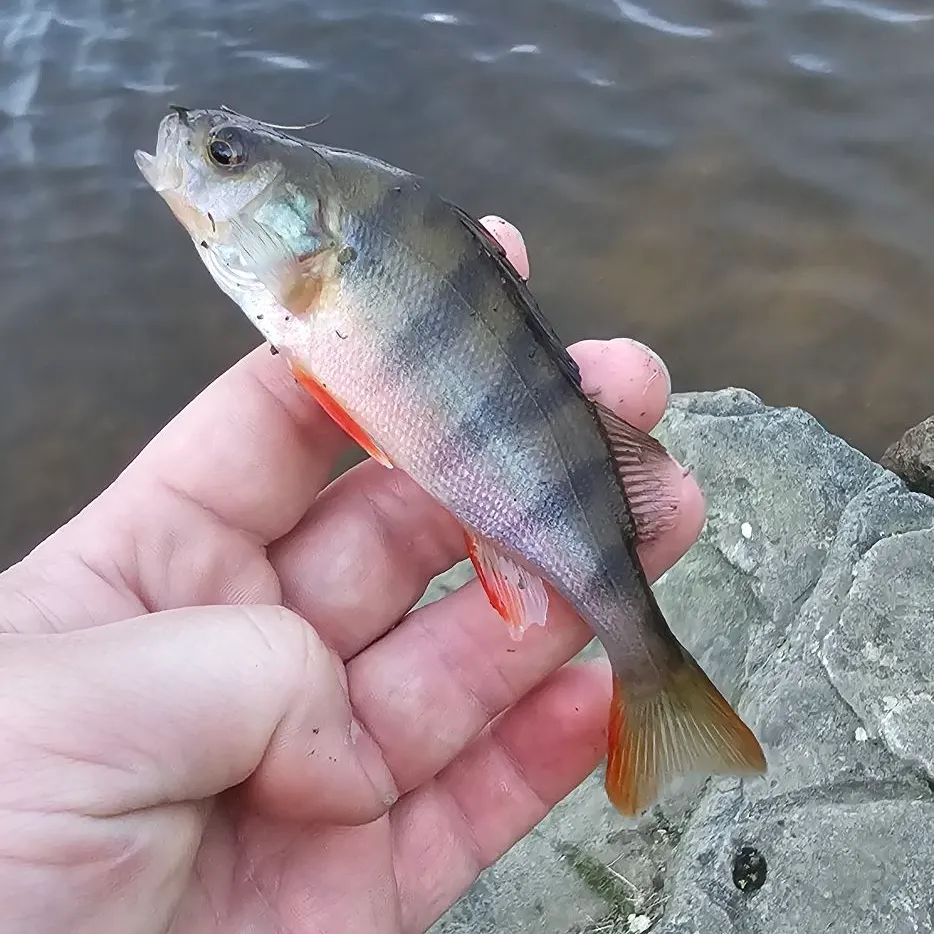 European perch caught on Fishbrain