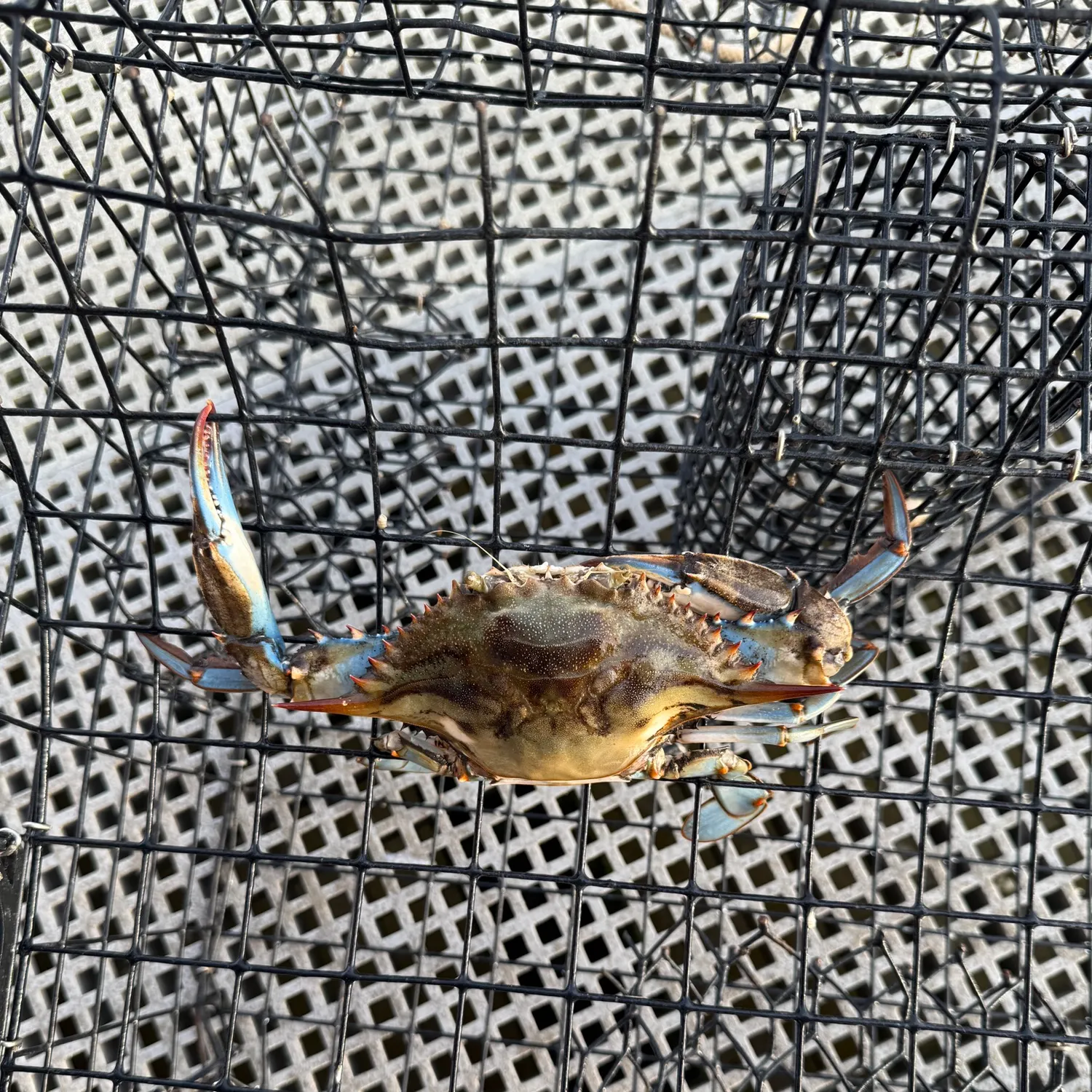 The most recent Threespot swimming crab catches on Fishbrain