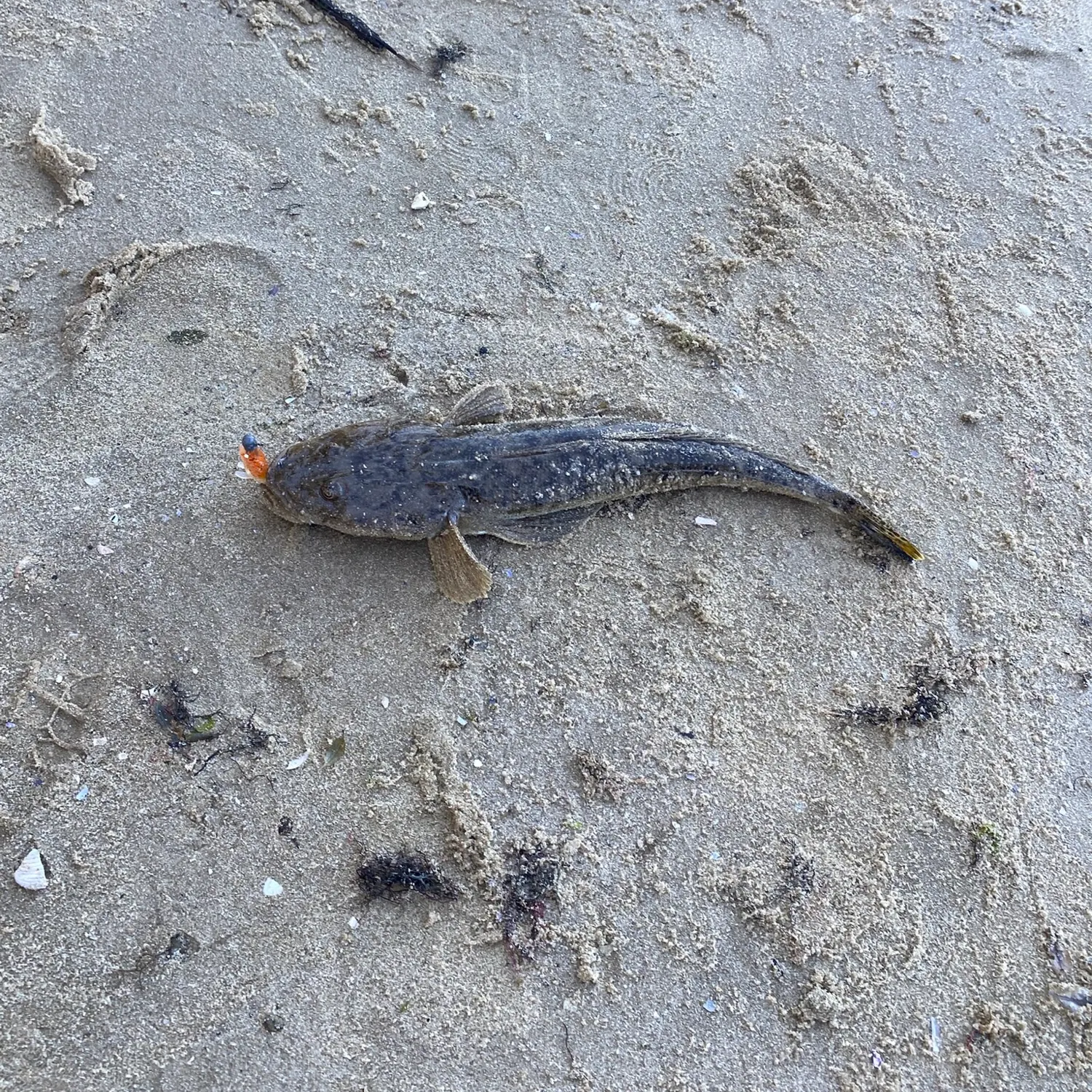 Bartail flathead caught on Fishbrain