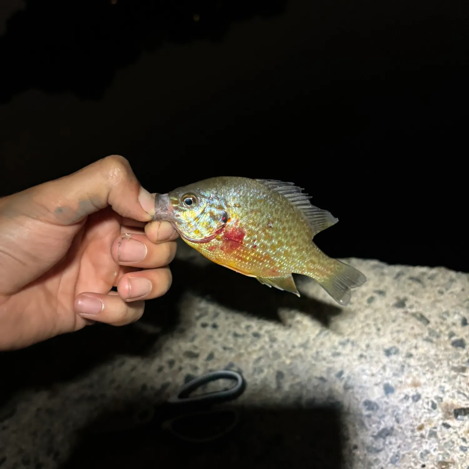 Redbreast sunfish caught on Fishbrain