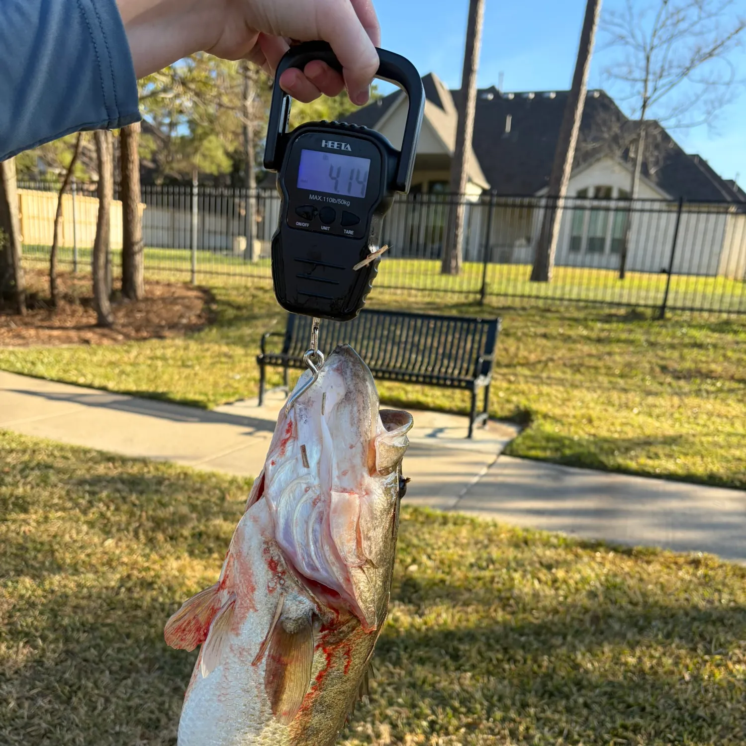 The most recent Largemouth bass catches on Fishbrain