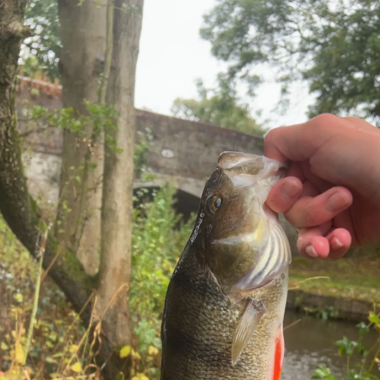 European perch caught on Fishbrain