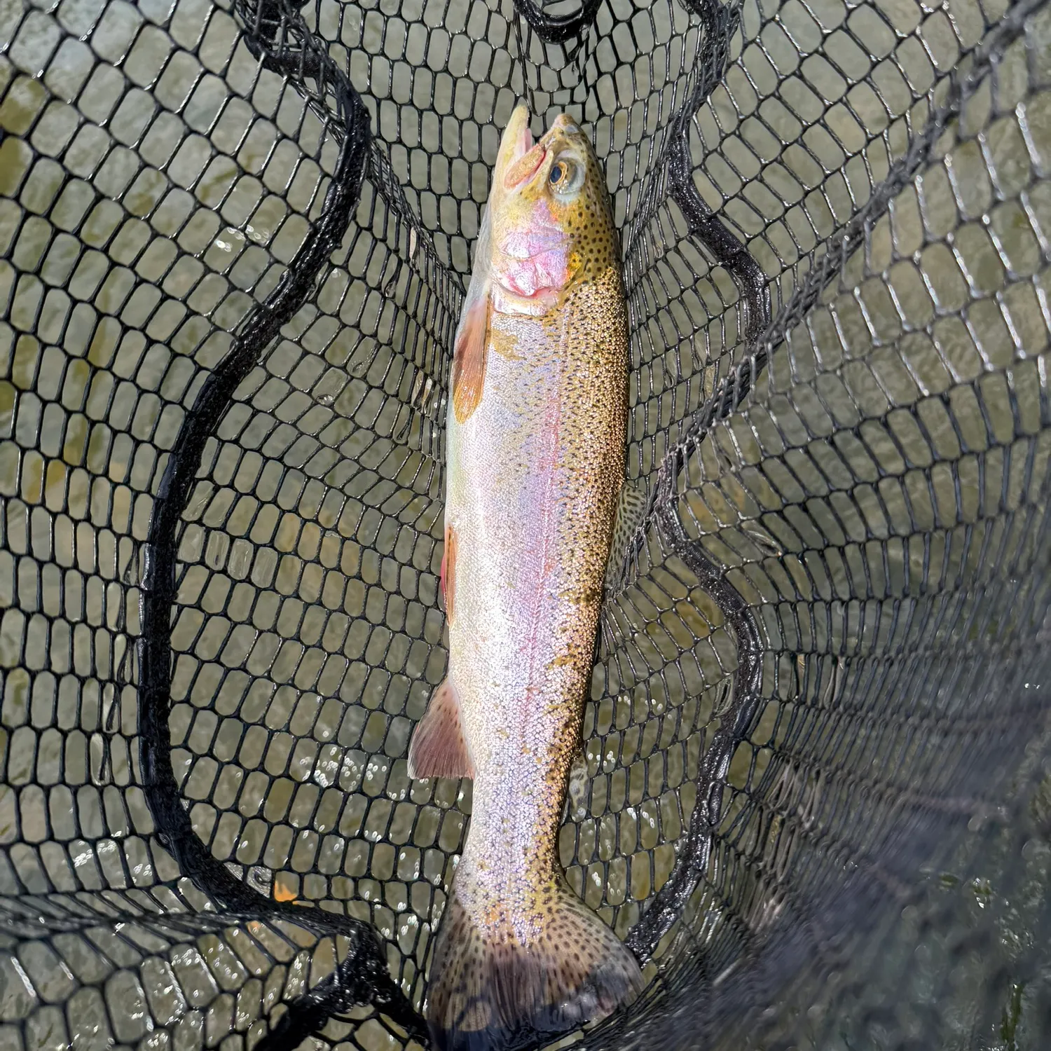 Rainbow trout caught on Fishbrain
