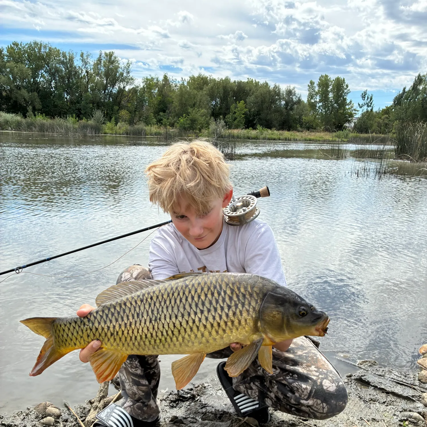 Common carp caught on Fishbrain