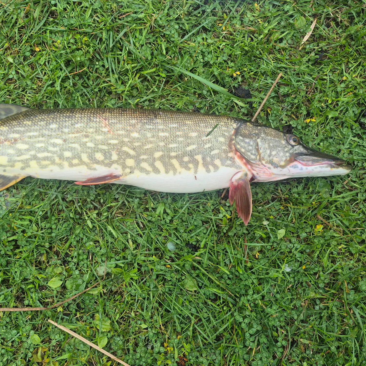 Northern pike caught on Fishbrain