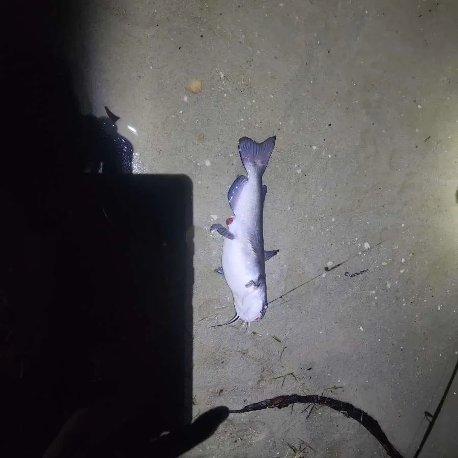 The most recent White bullhead catches on Fishbrain