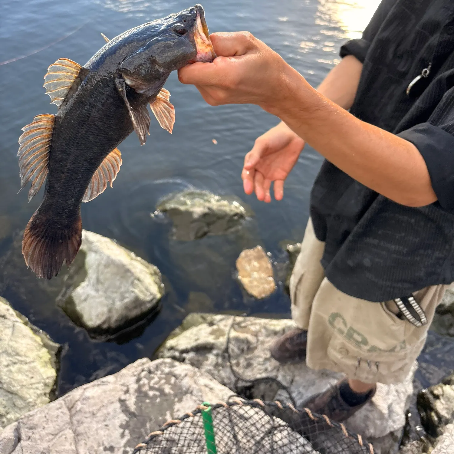 The most recent River blackfish catches on Fishbrain