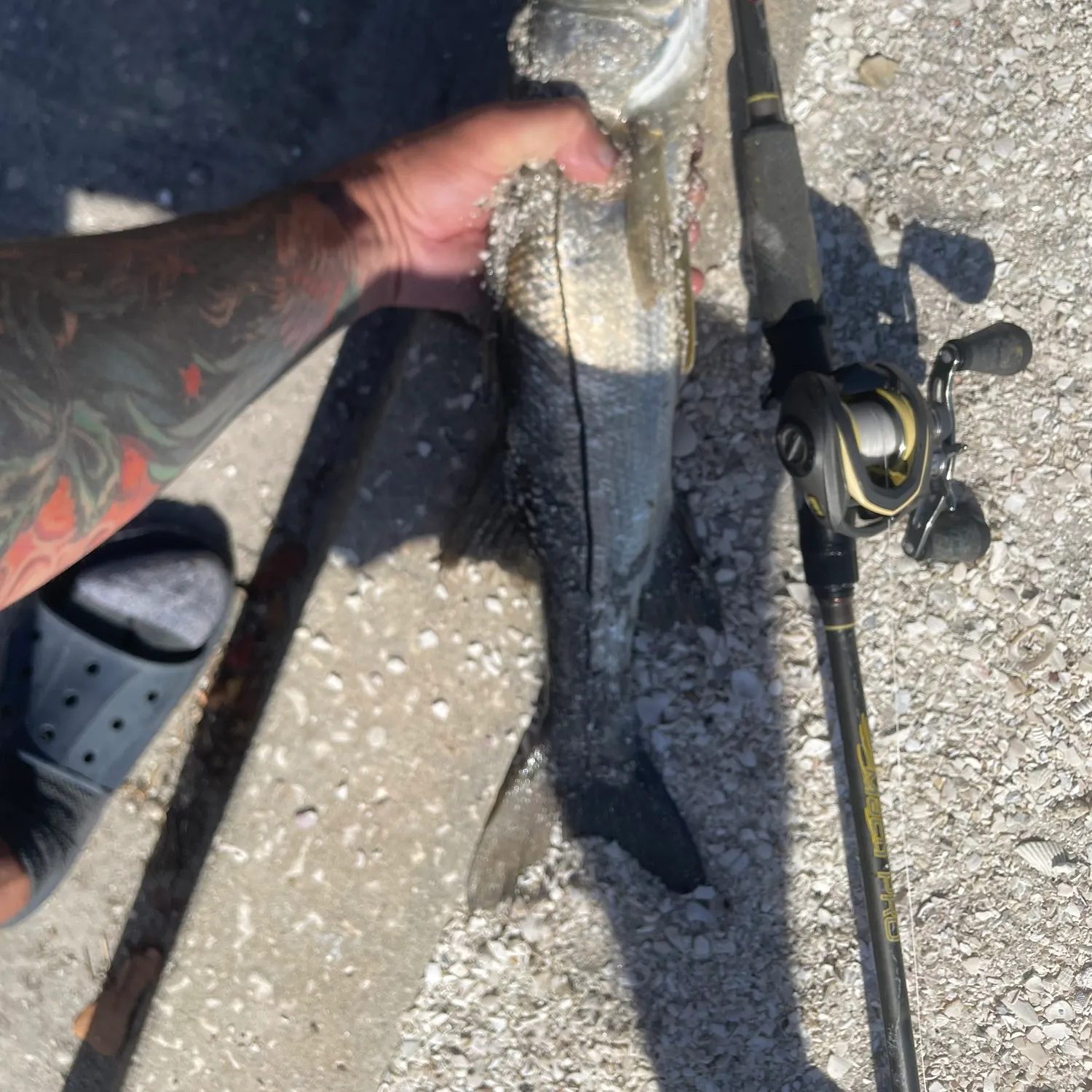 The most recent Common snook catches on Fishbrain