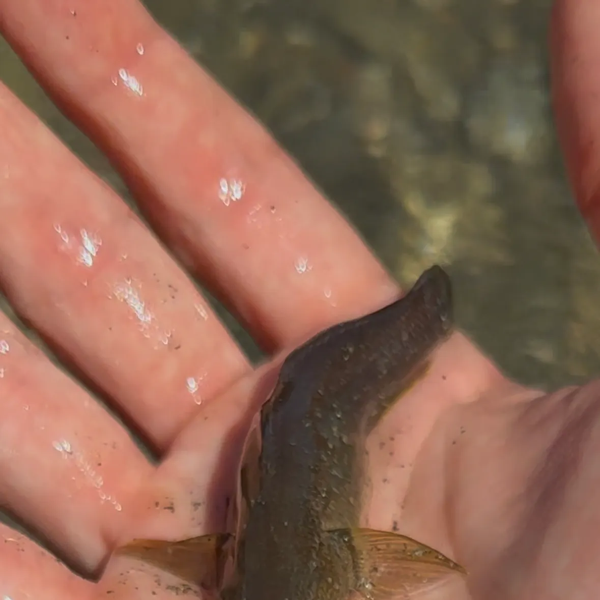 The most recent Shimofuri goby catches on Fishbrain