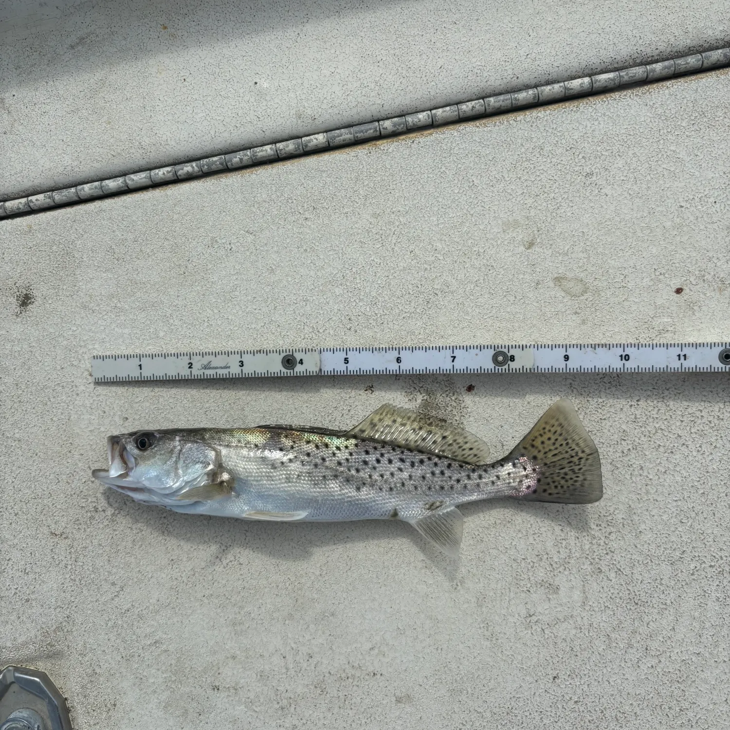 Spotted seatrout caught on Fishbrain