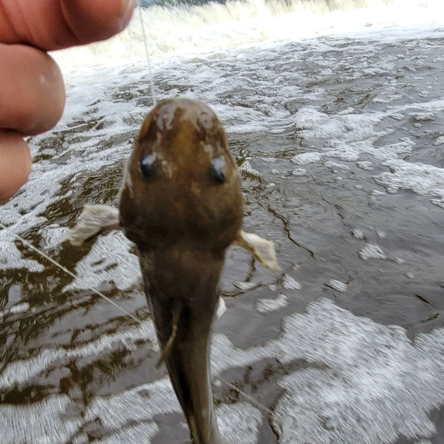 The most popular recent Stonecat catch on Fishbrain