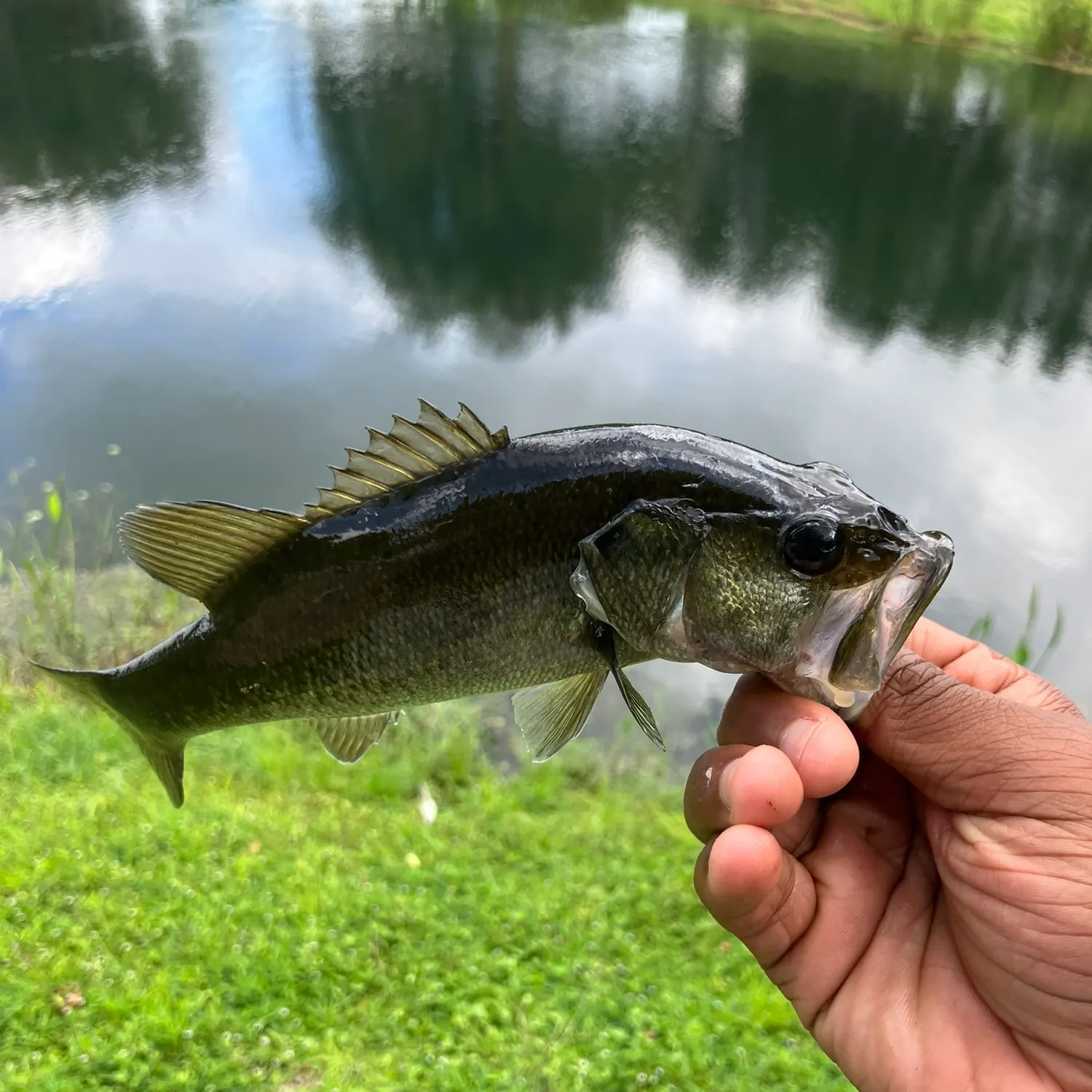 Largemouth bass caught on Fishbrain