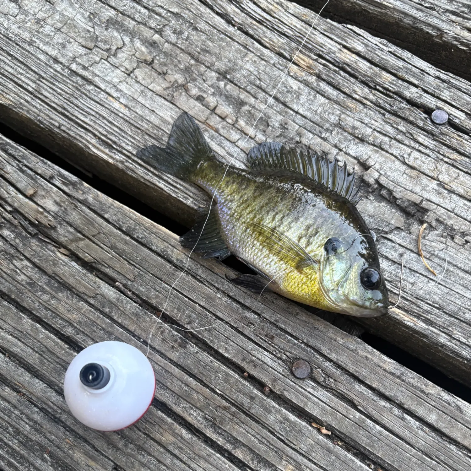 Bluegill caught on Fishbrain