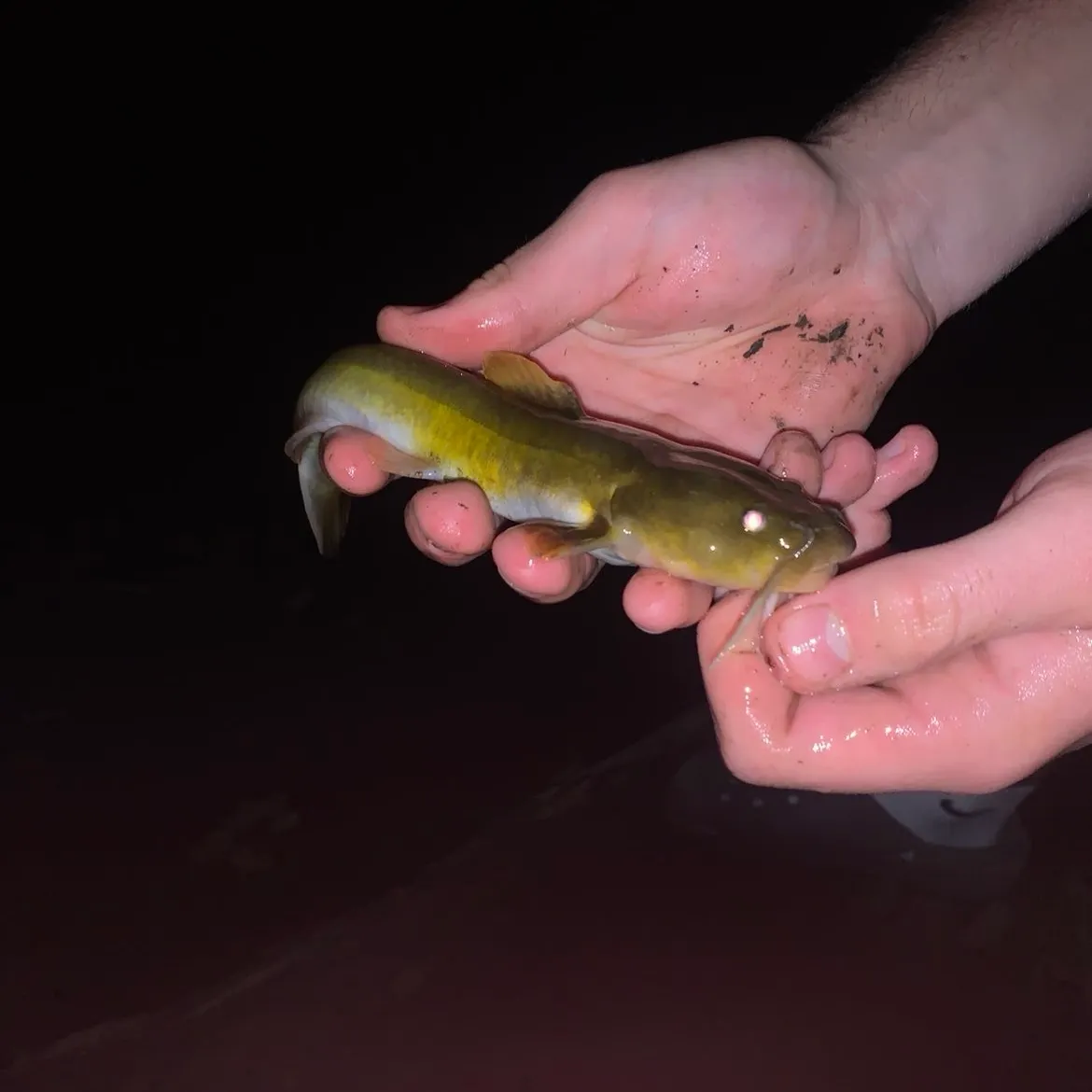 Yellow bullhead caught on Fishbrain