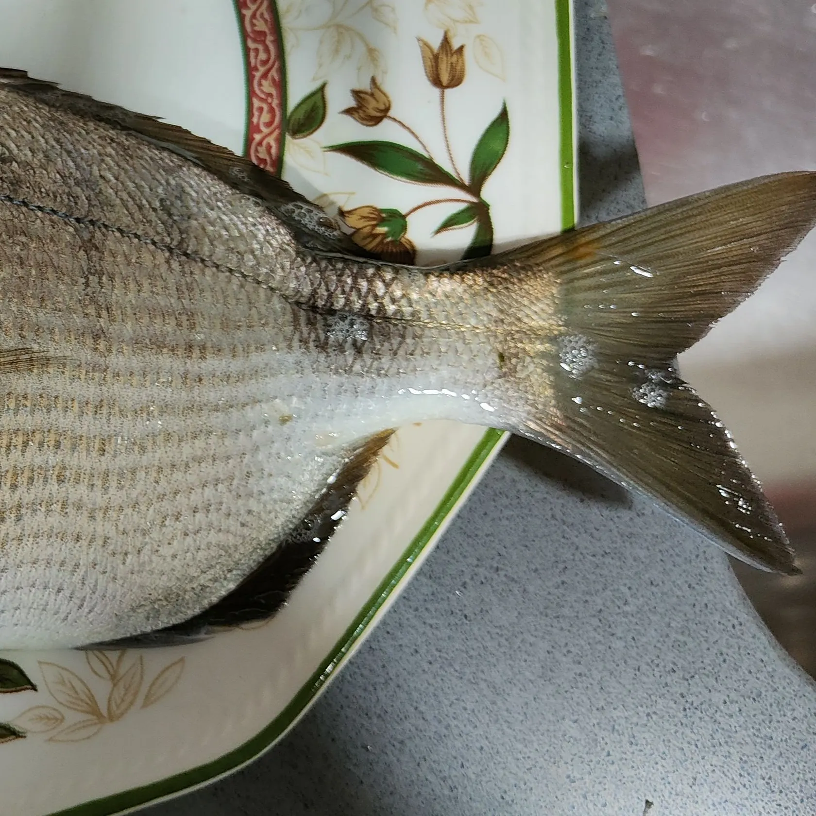 The most recent White seabream catches on Fishbrain